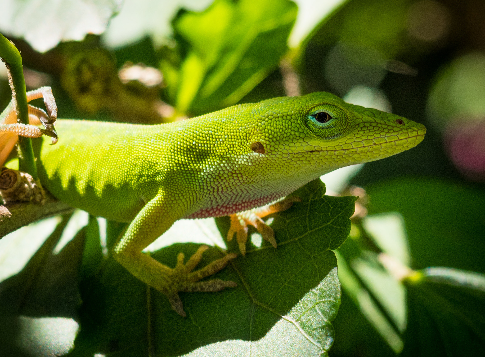 Olympus M.Zuiko Digital 14-42mm F3.5-5.6 II R sample photo. Lizard photography