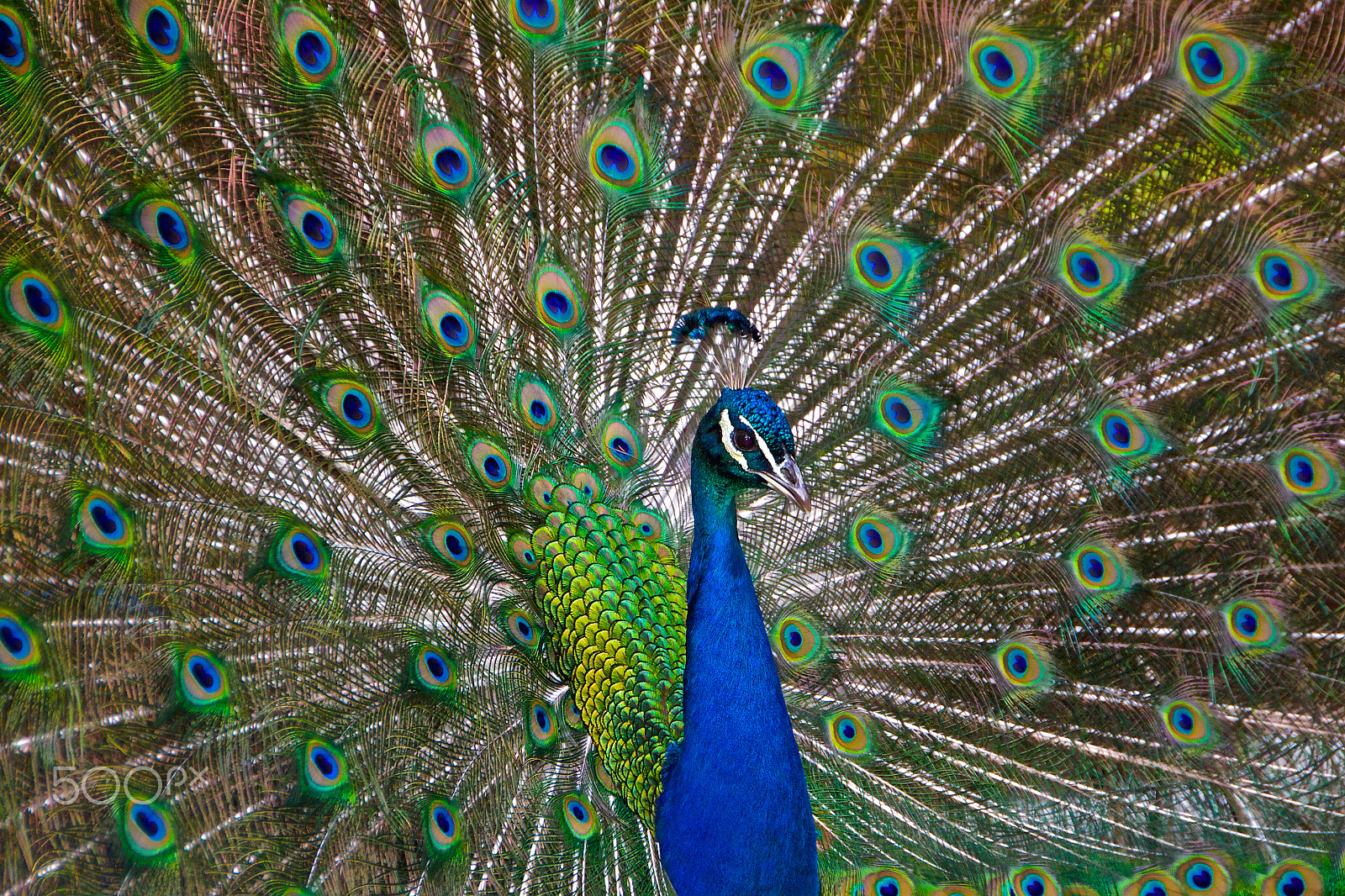 Canon EOS 50D + Sigma 18-250mm F3.5-6.3 DC OS HSM sample photo. Peacock photography