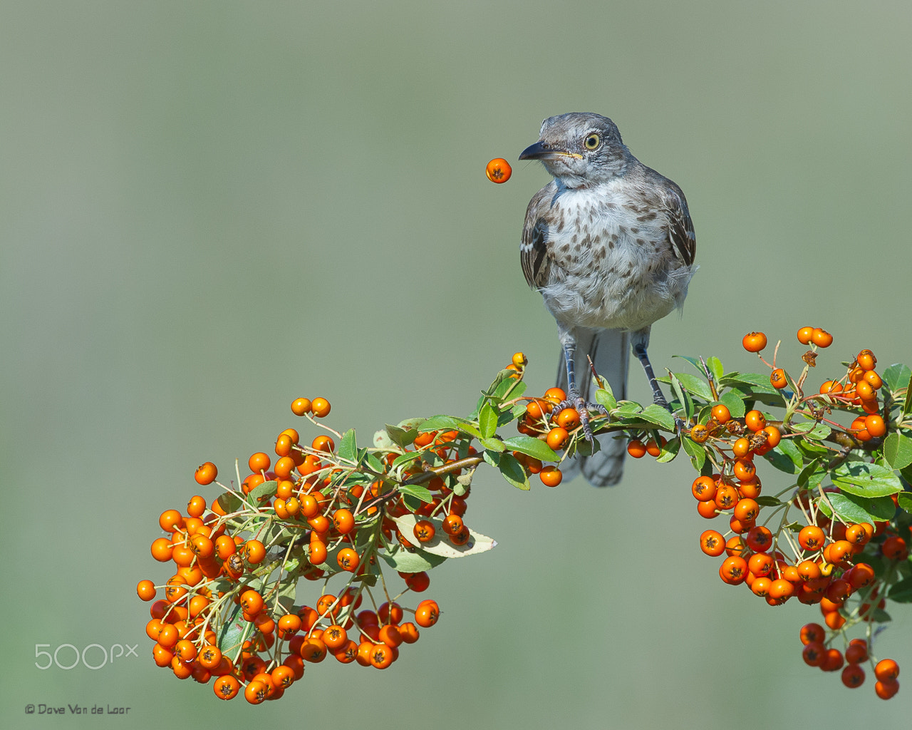 Nikon D3S sample photo. Juvenile northern mockingbird photography