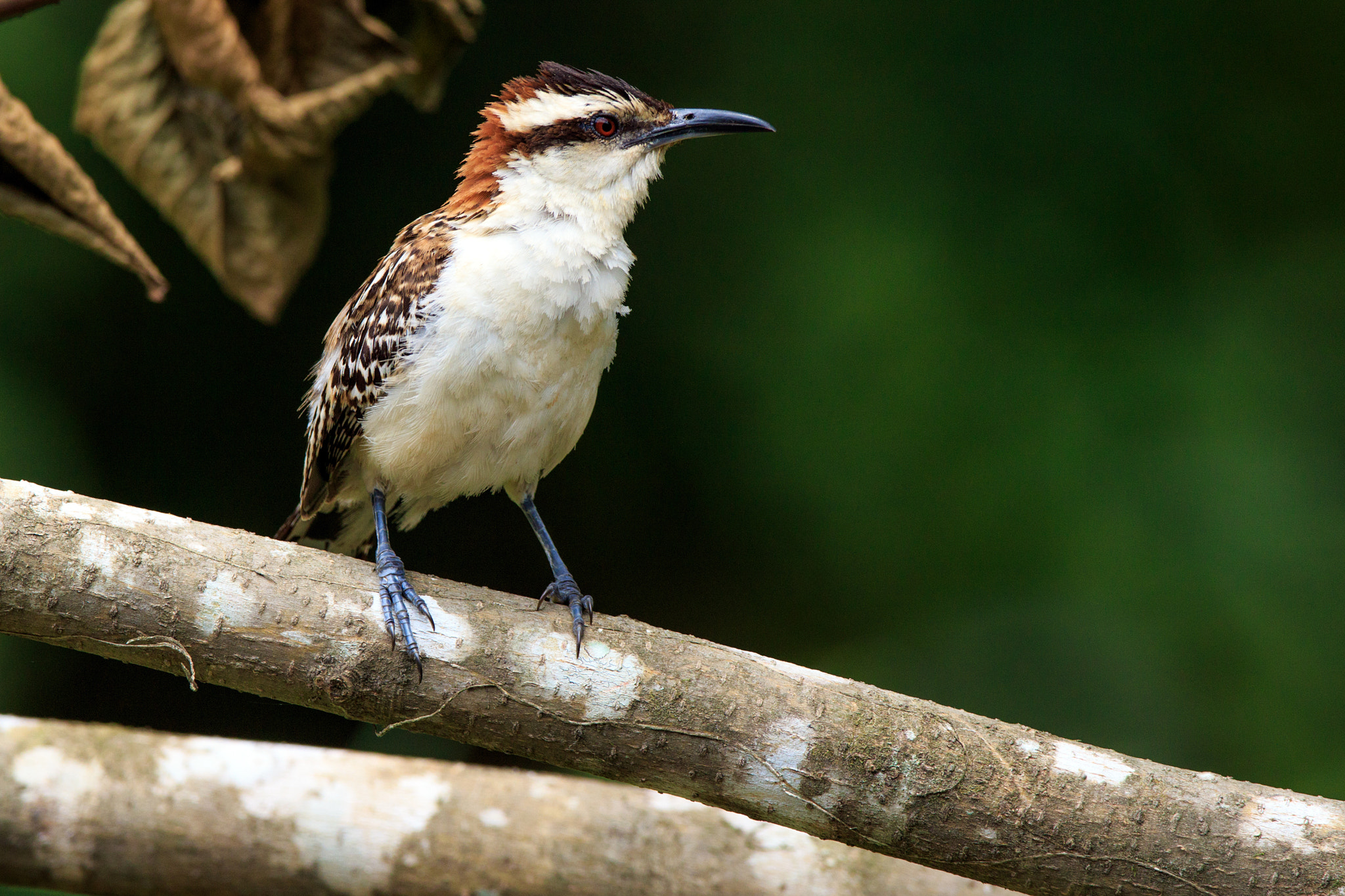 Canon EF 600mm f/4L IS sample photo. Rufous-naped wren photography