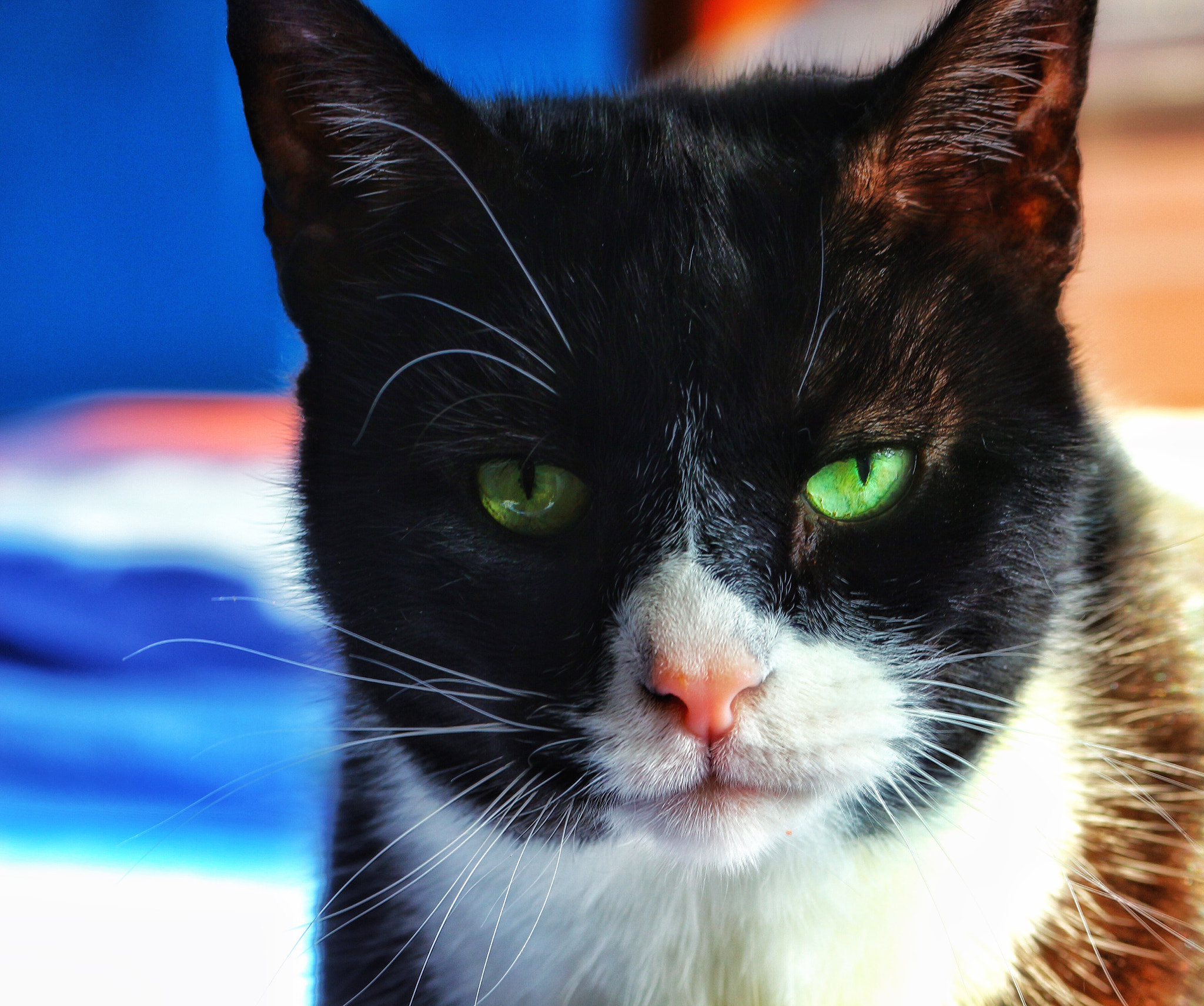 Canon EOS 650D (EOS Rebel T4i / EOS Kiss X6i) sample photo. My boy photography