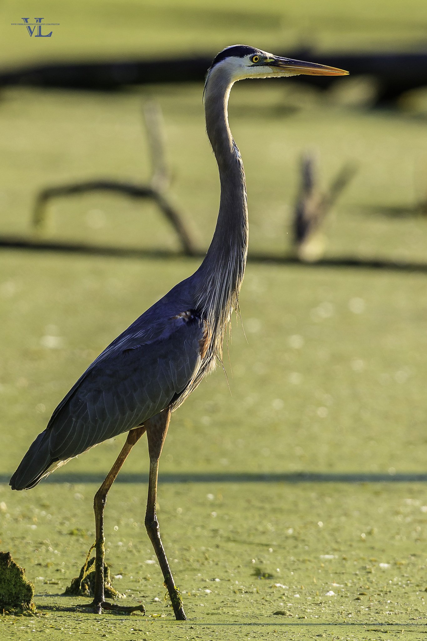 Canon EF 600mm f/4L IS sample photo. Blue heron photography