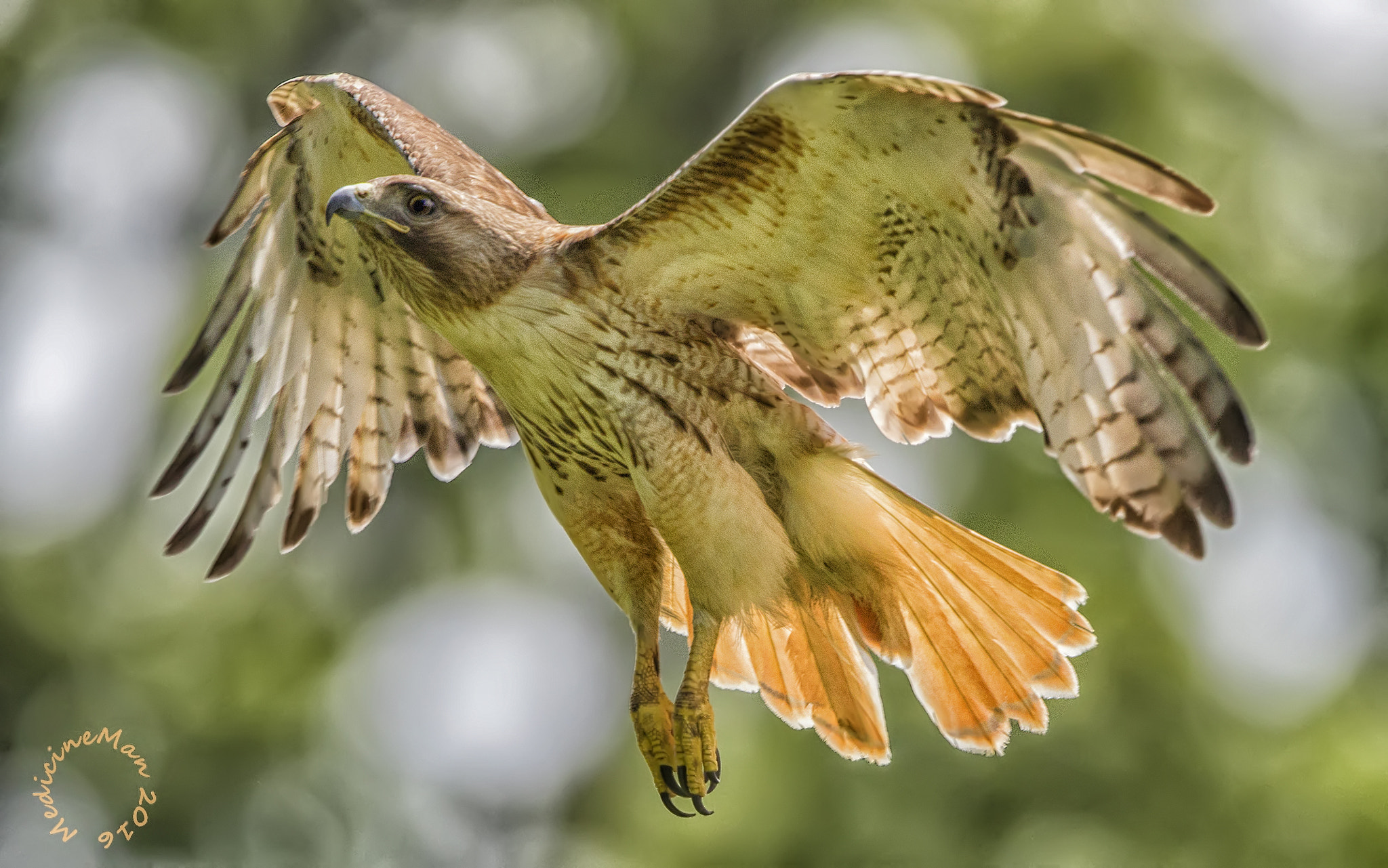 Canon EF 500mm F4L IS II USM sample photo. 29485175896.jpg photography