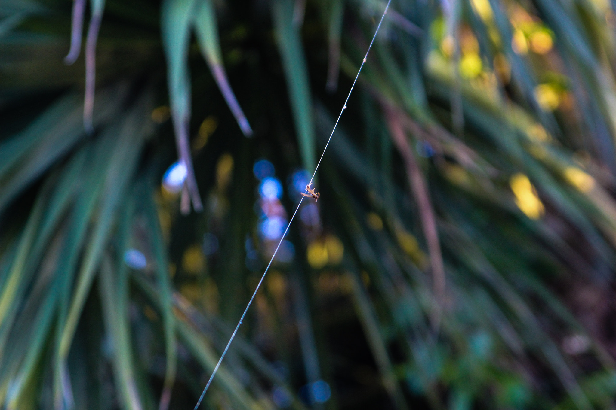 Canon EF 28-105mm f/3.5-4.5 USM sample photo. Web photography