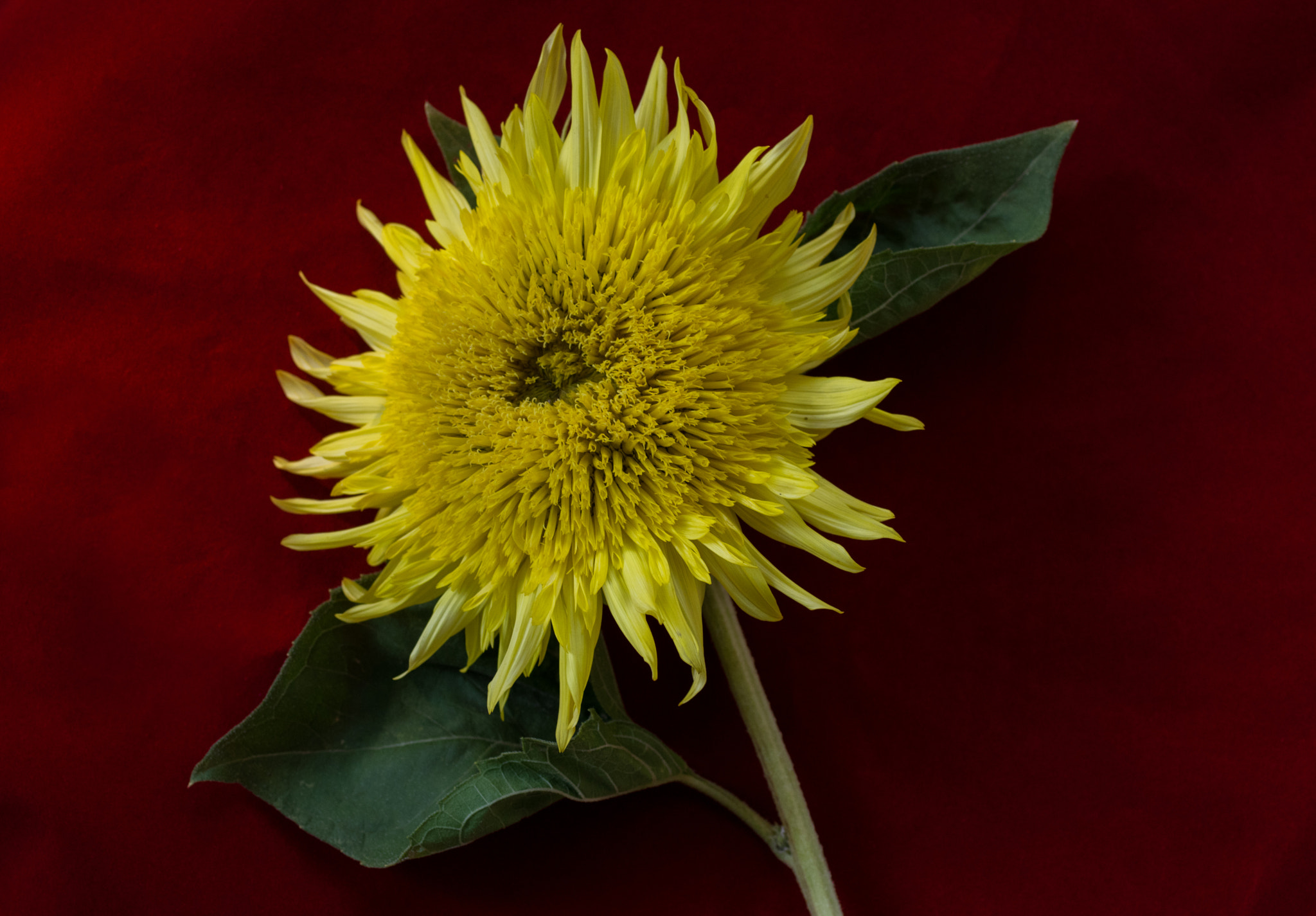 smc PENTAX-FA Macro 50mm F2.8 sample photo. Sunflower  photography