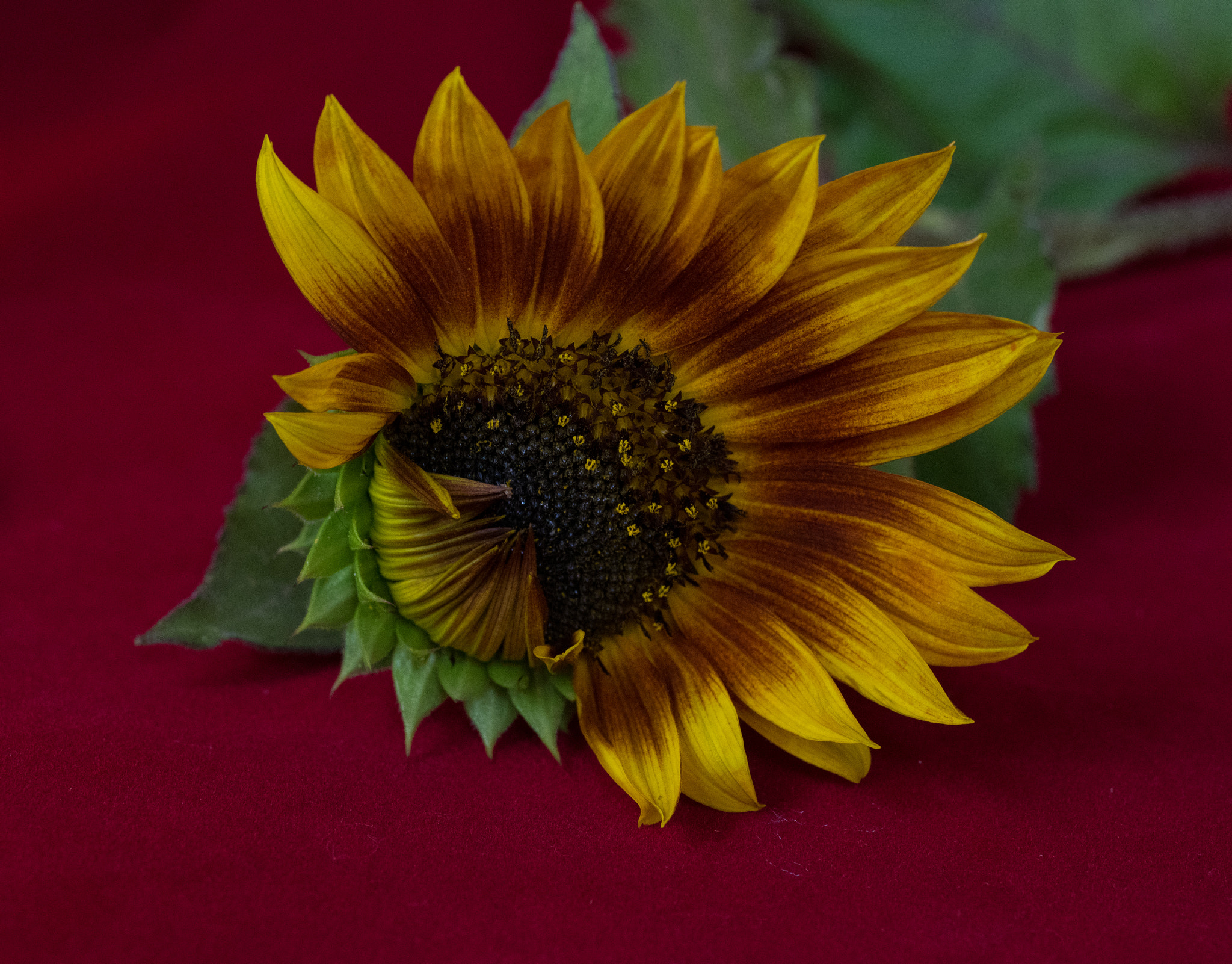 Pentax K-3 sample photo. Opening sunflower photography