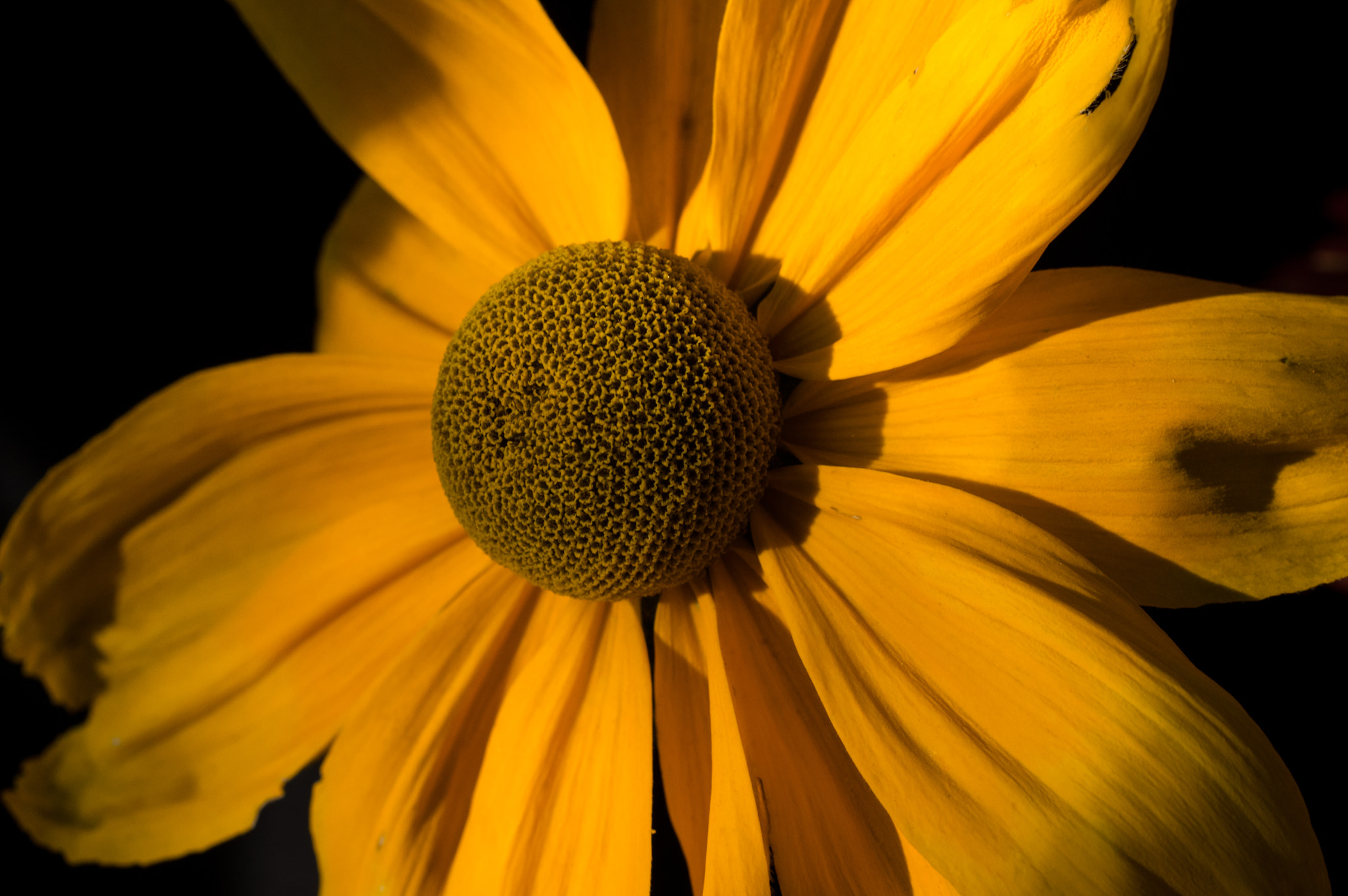 Pentax K-3 + smc PENTAX-FA Macro 50mm F2.8 sample photo. Rudbecki photography