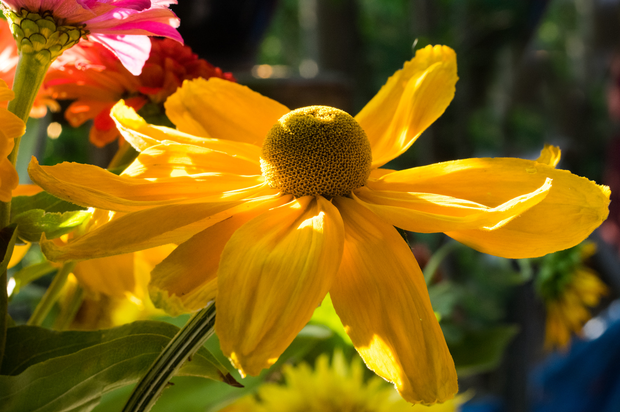 Pentax K-3 + smc PENTAX-FA Macro 50mm F2.8 sample photo. Rudbecki photography