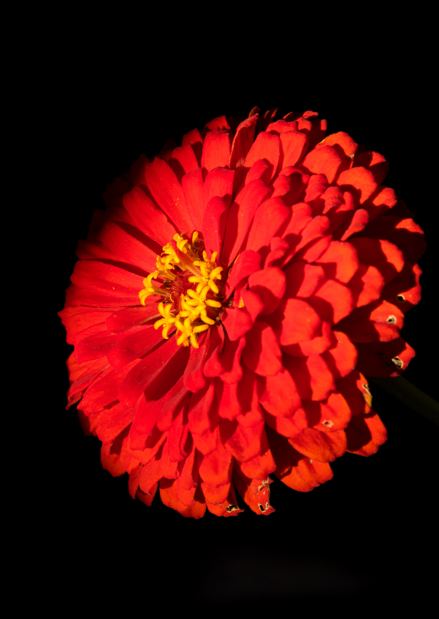 Pentax K-3 + smc PENTAX-FA Macro 50mm F2.8 sample photo. Notice me zinnia photography