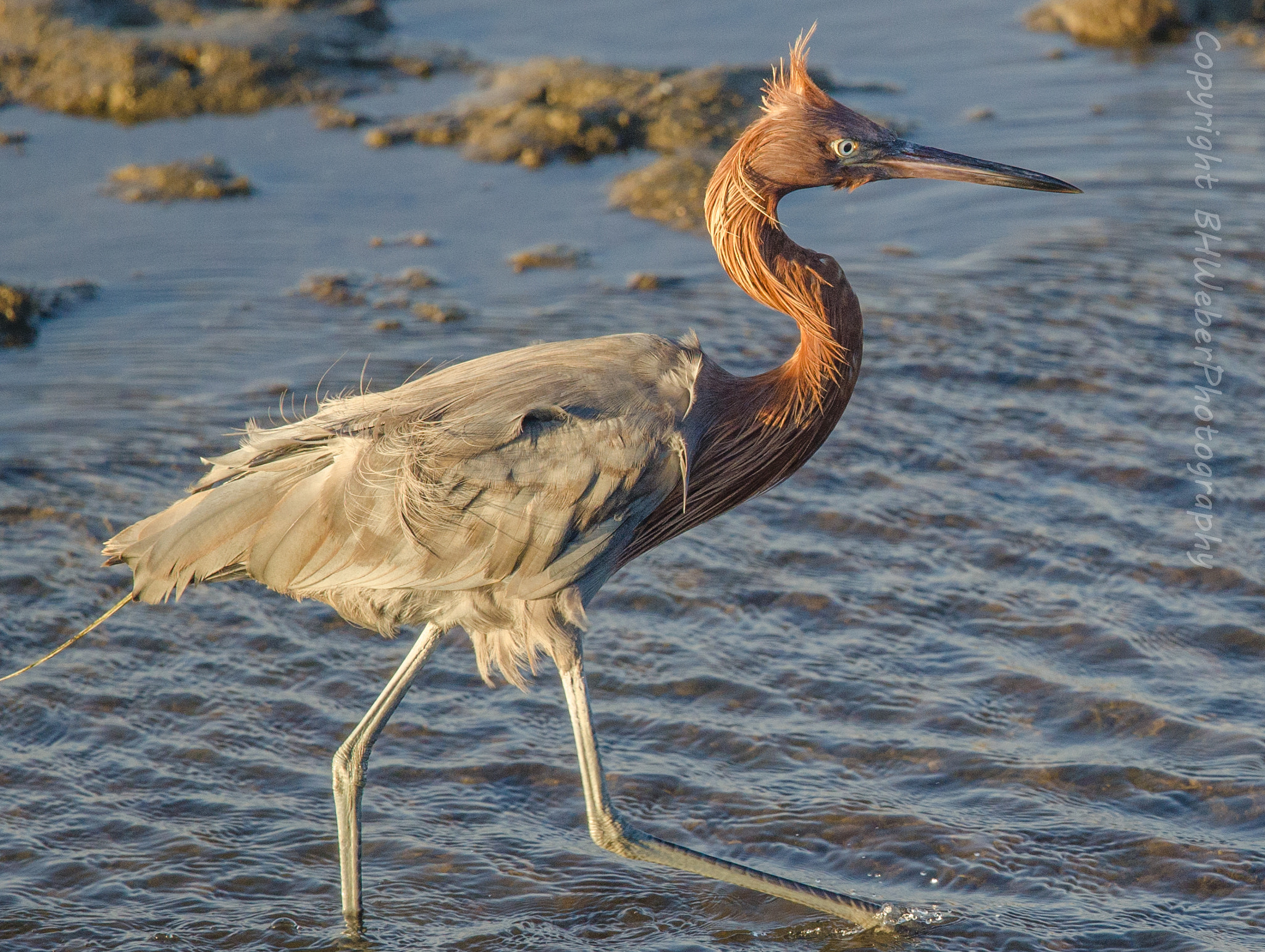 Nikon Nikkor AF-S 300mm F4E PF ED VR sample photo. Reddish egret photography