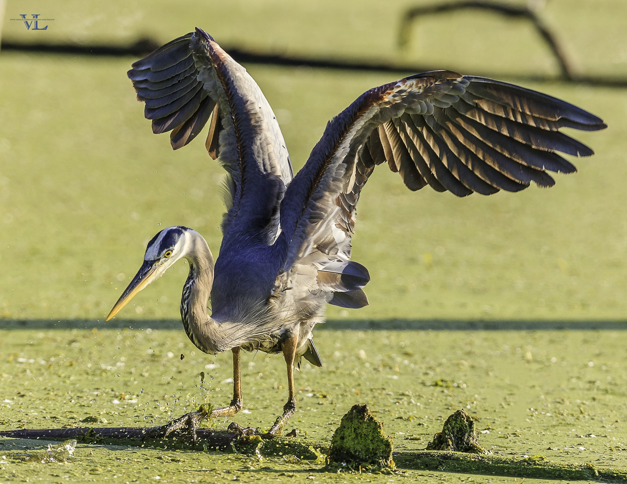 Canon EF 600mm f/4L IS sample photo. Yyr photography