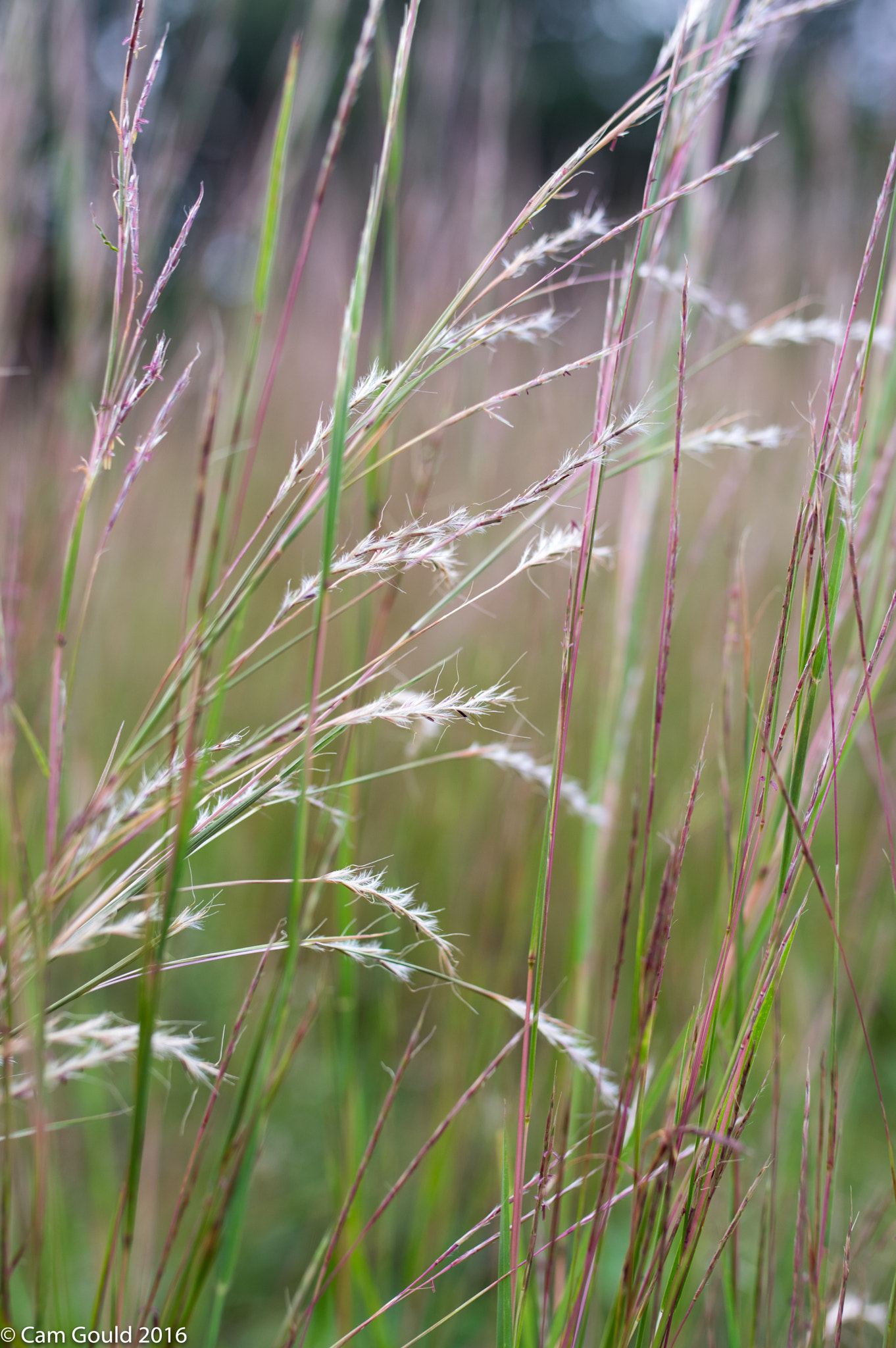 Pentax K-3 sample photo. Field of dreams photography