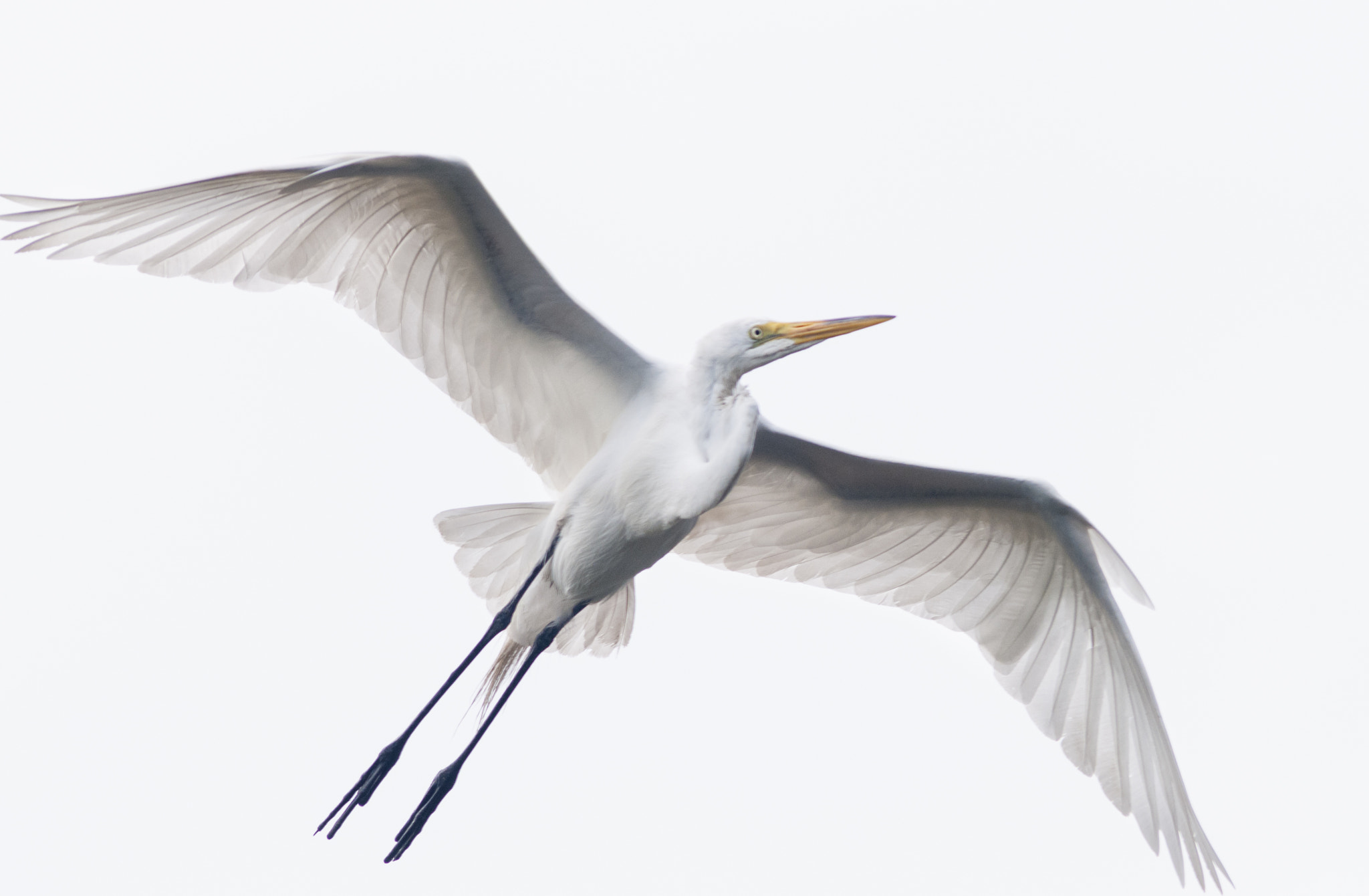 Nikon D300S + AF Nikkor 300mm f/4 IF-ED sample photo. Great egret in flight photography