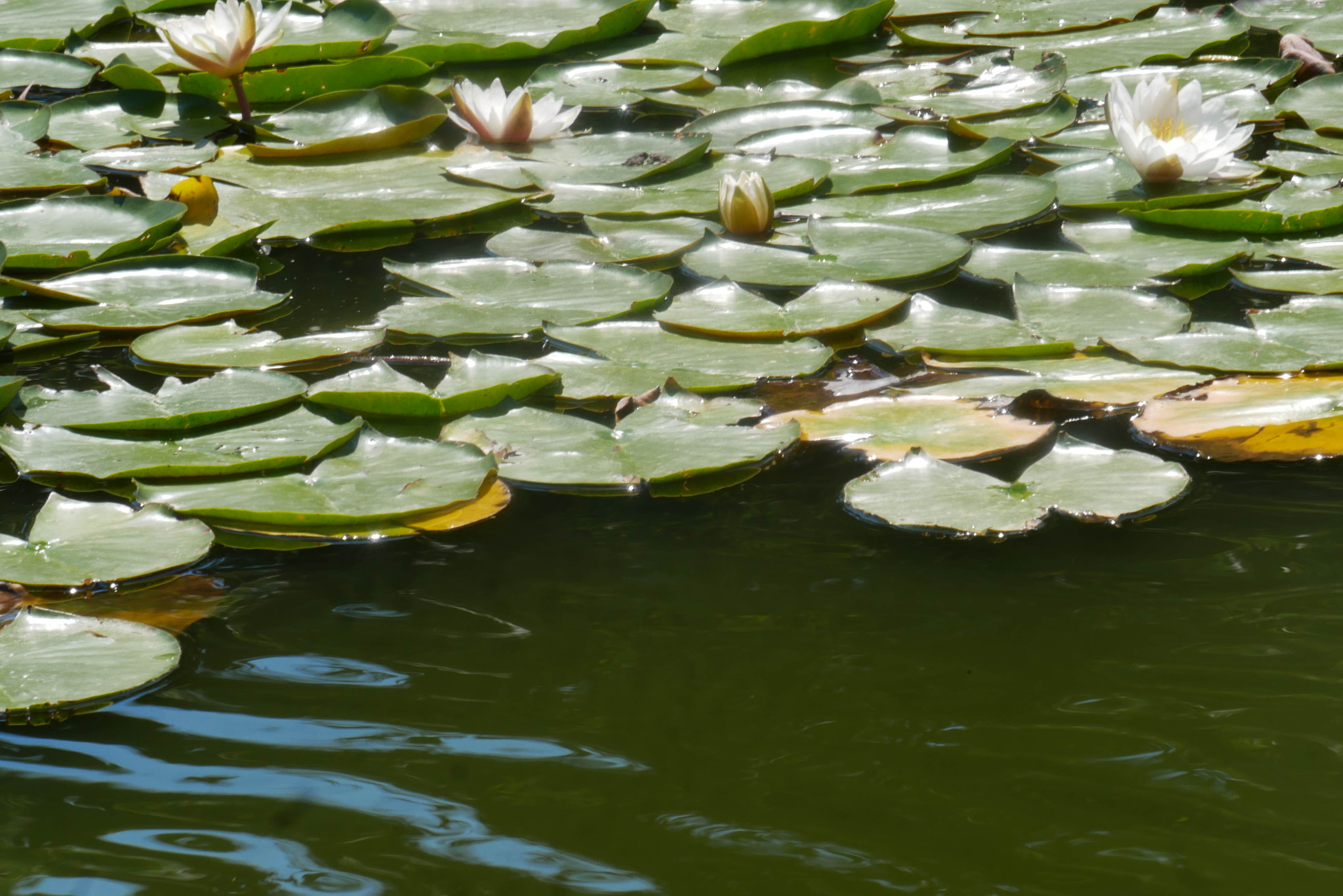 Panasonic Lumix DMC-GX85 (Lumix DMC-GX80 / Lumix DMC-GX7 Mark II) sample photo. Illinios lily pond photography