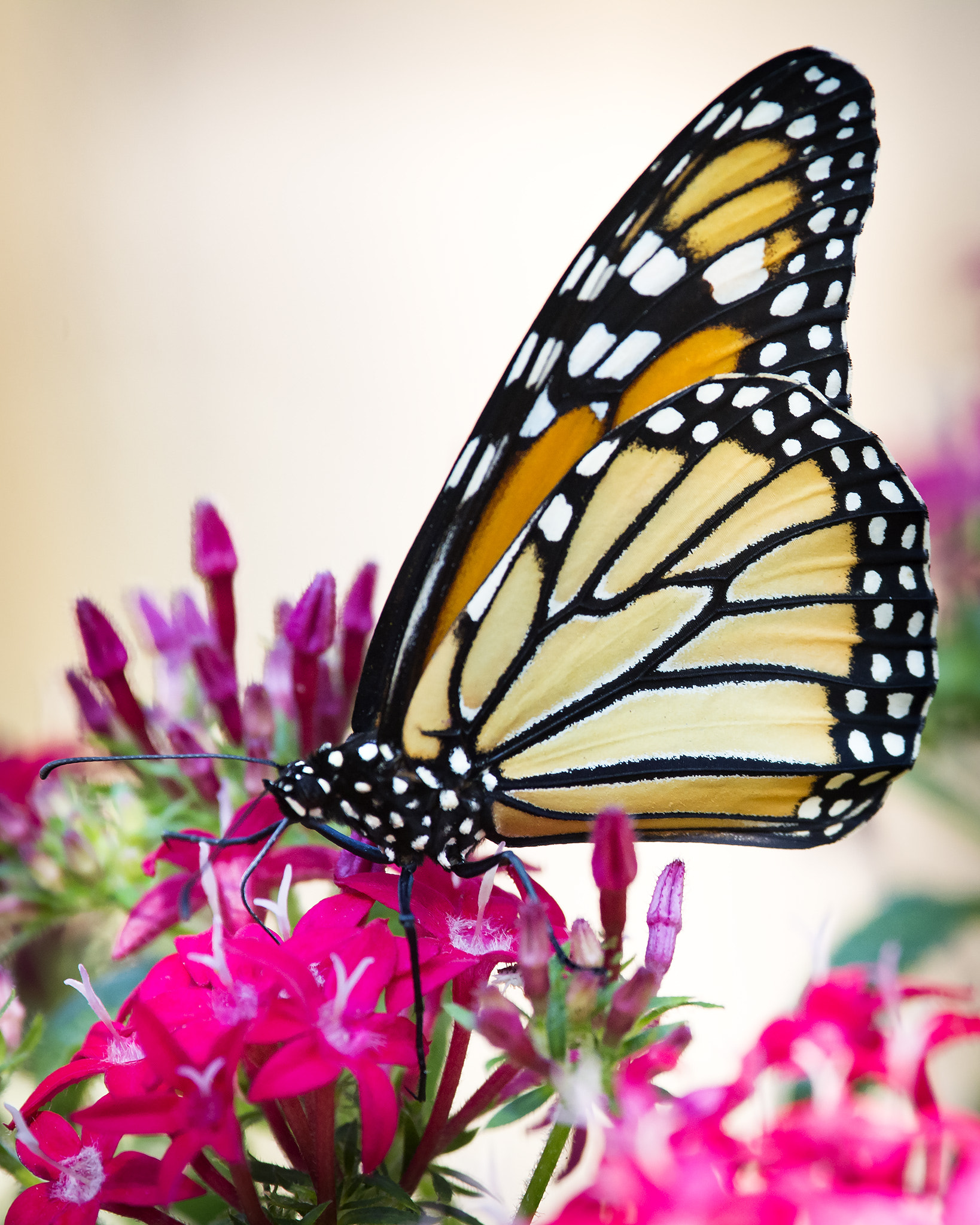 Nikon Nikkor AF-S 300mm F4E PF ED VR sample photo. Monarch photography