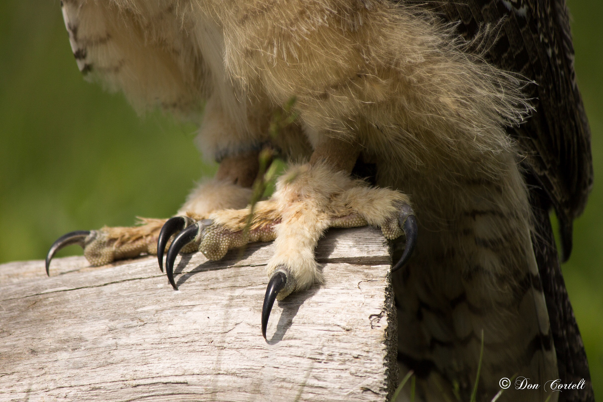 Canon EF-S 55-250mm F4-5.6 IS sample photo. Talons photography