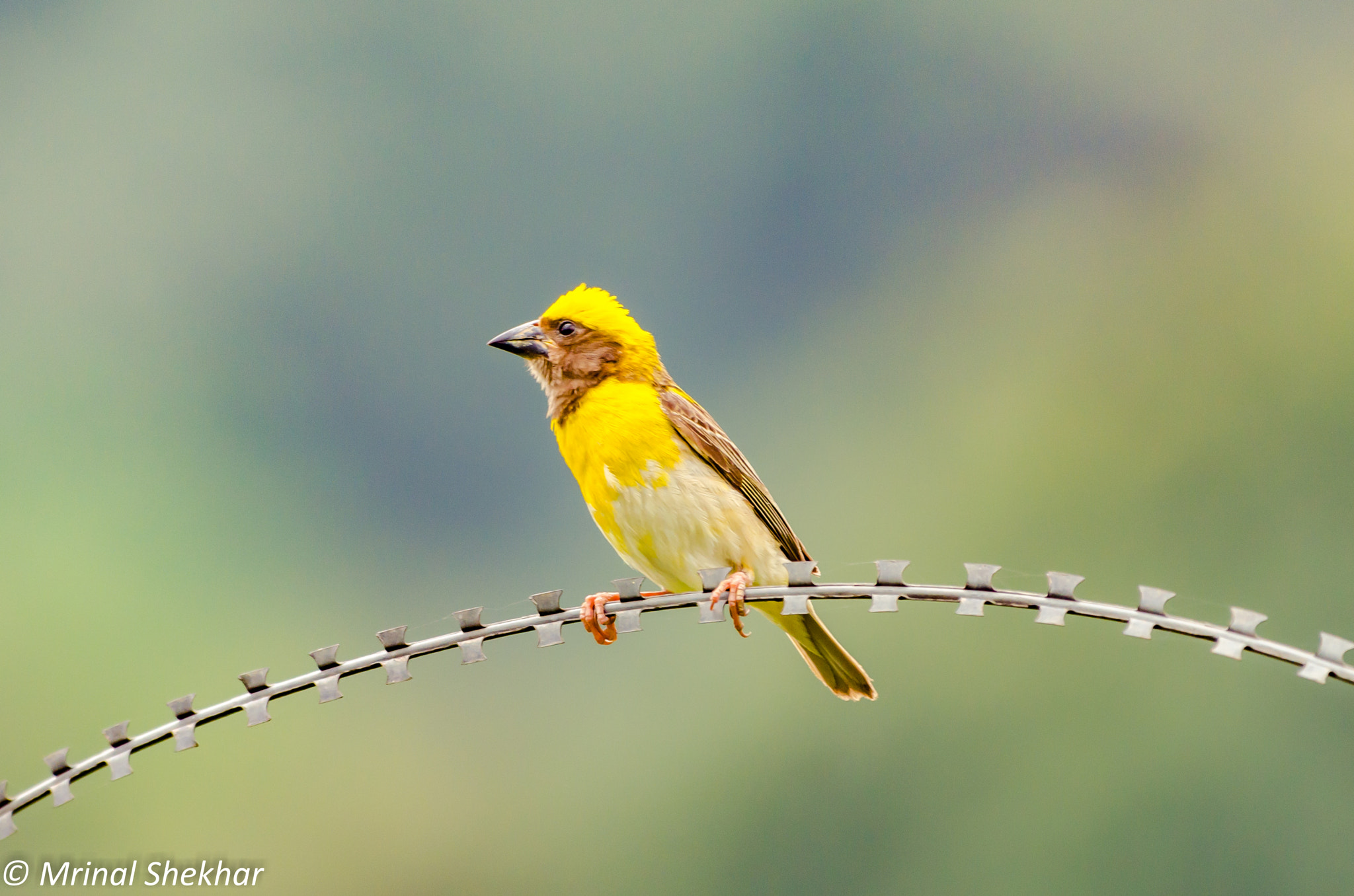 Nikon AF-S Nikkor 200-500mm F5.6E ED VR sample photo. Baya weaver male photography