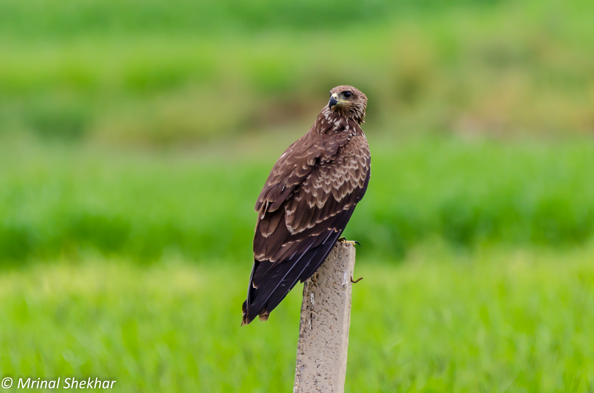 Nikon AF-S Nikkor 200-500mm F5.6E ED VR sample photo. Black kite photography