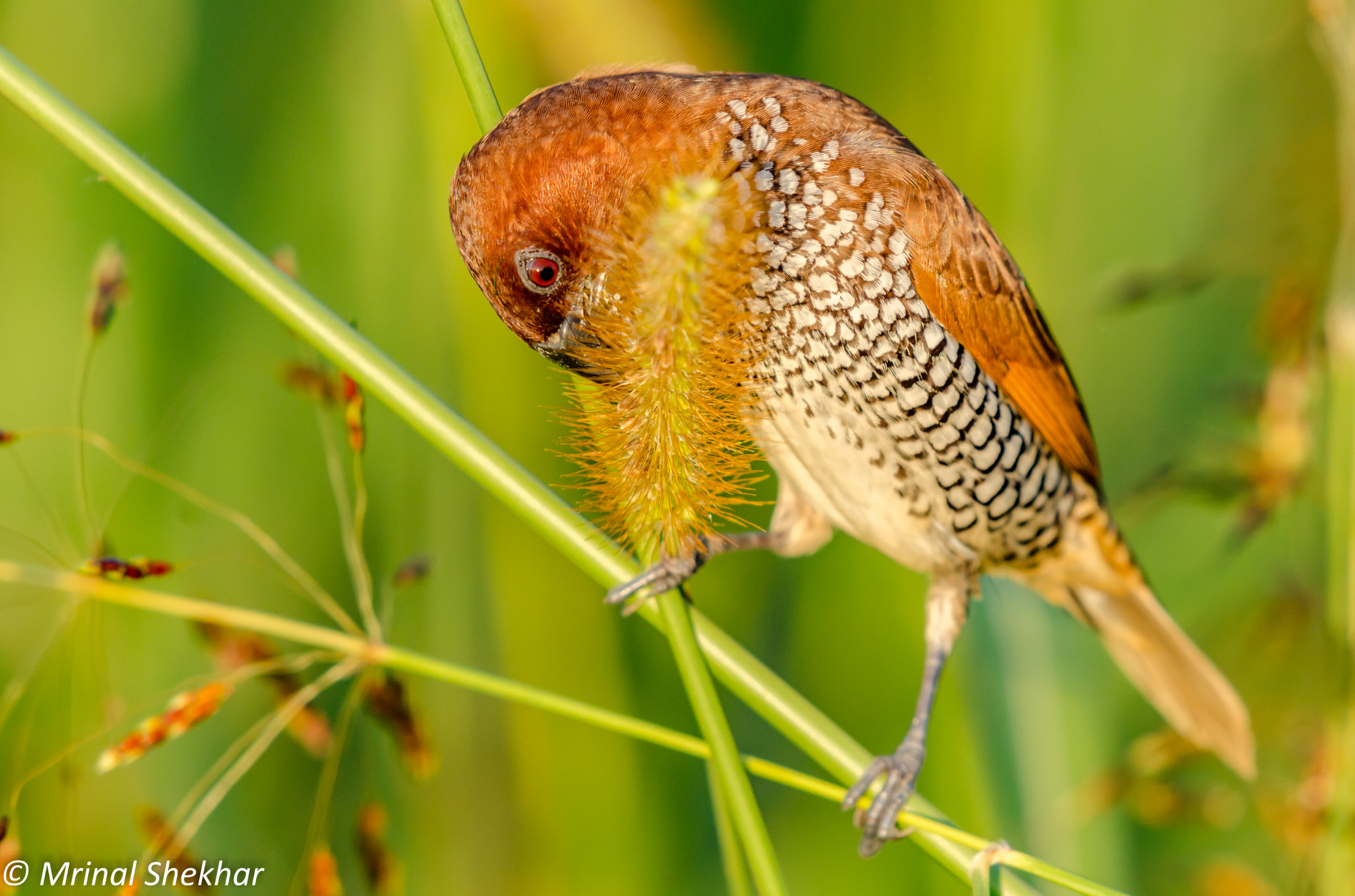 Nikon AF-S Nikkor 200-500mm F5.6E ED VR sample photo. Birds of jammu & kashmir photography