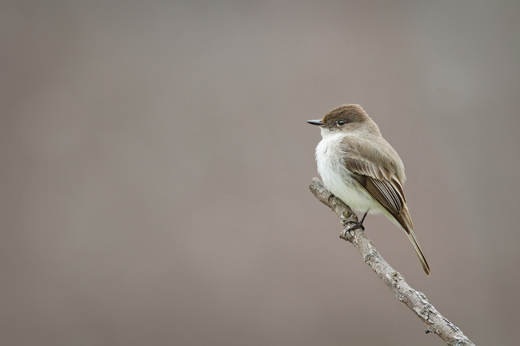 Canon EOS 7D + Canon EF 600mm f/4L IS sample photo. Eastern phoebe photography