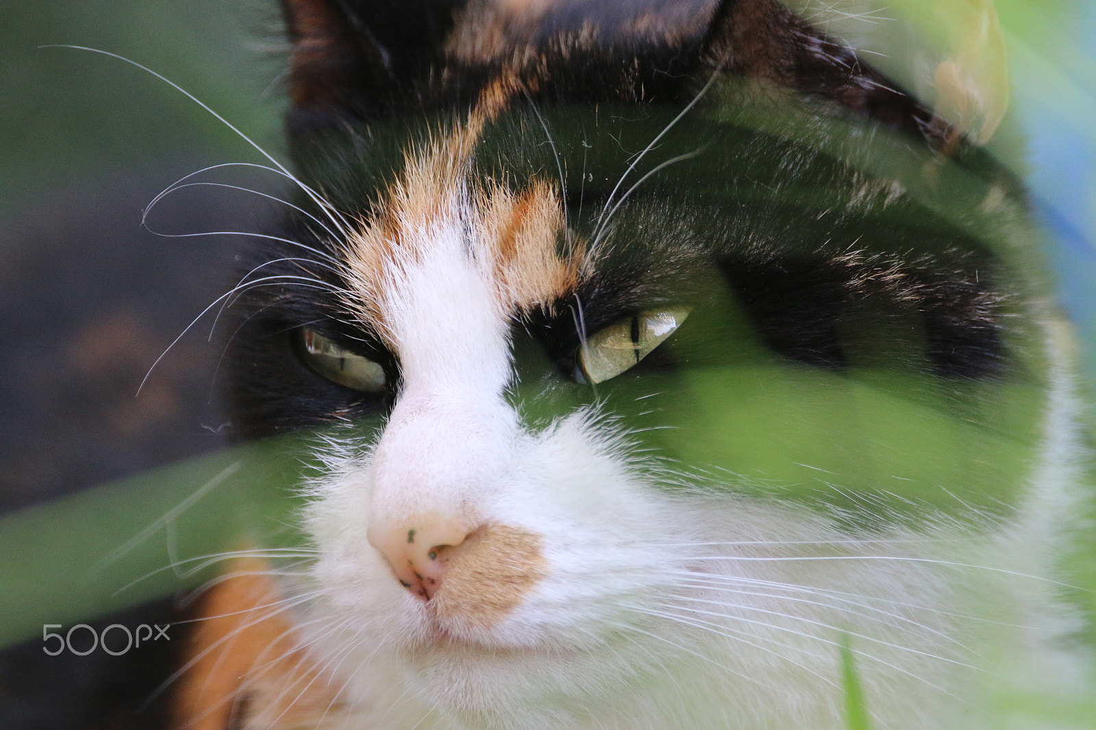 Sigma 150-600mm F5-6.3 DG OS HSM | C sample photo. Behind the grass photography