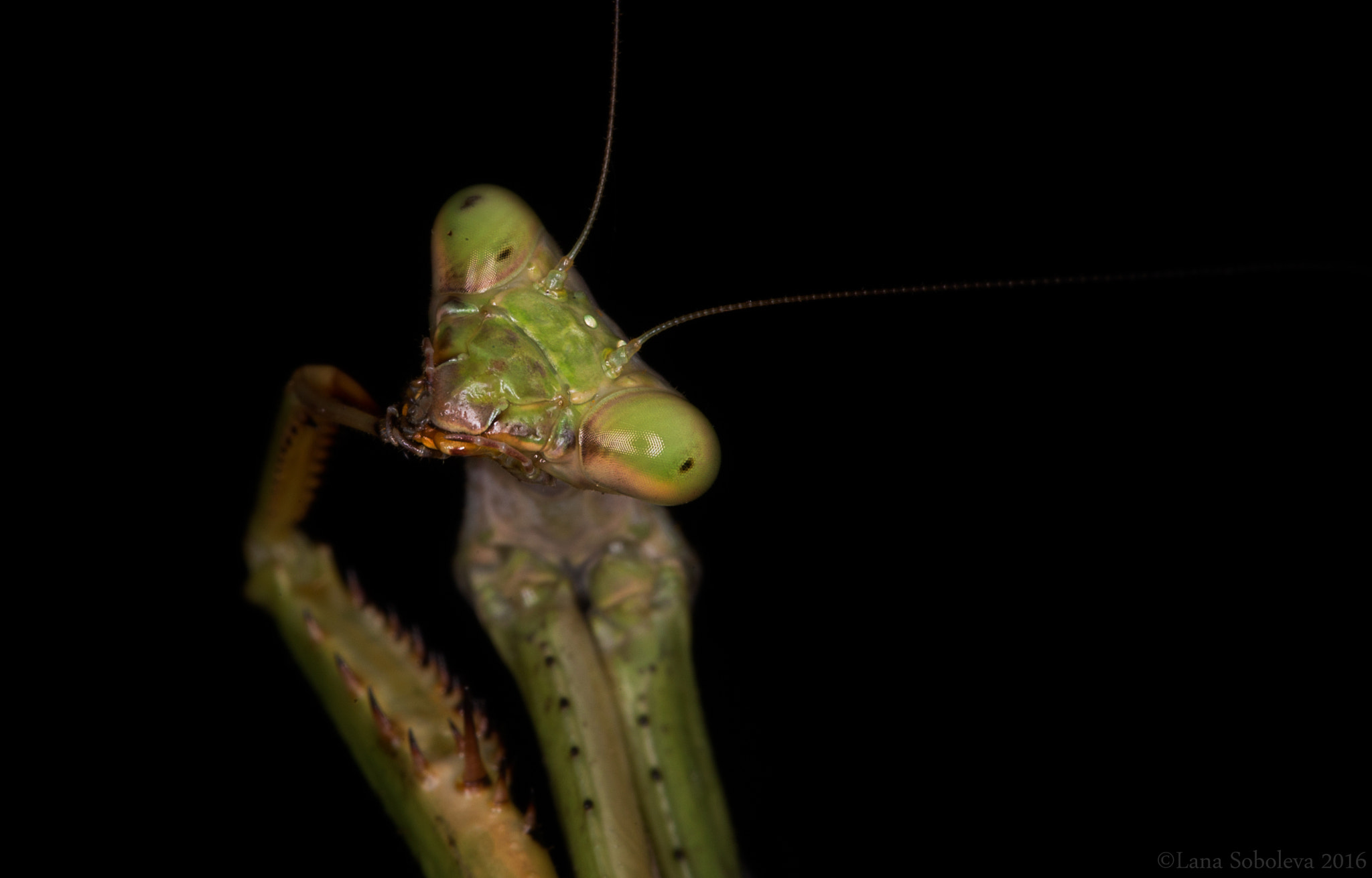 Canon EF 100mm F2.8L Macro IS USM sample photo. Contemplative mantis photography