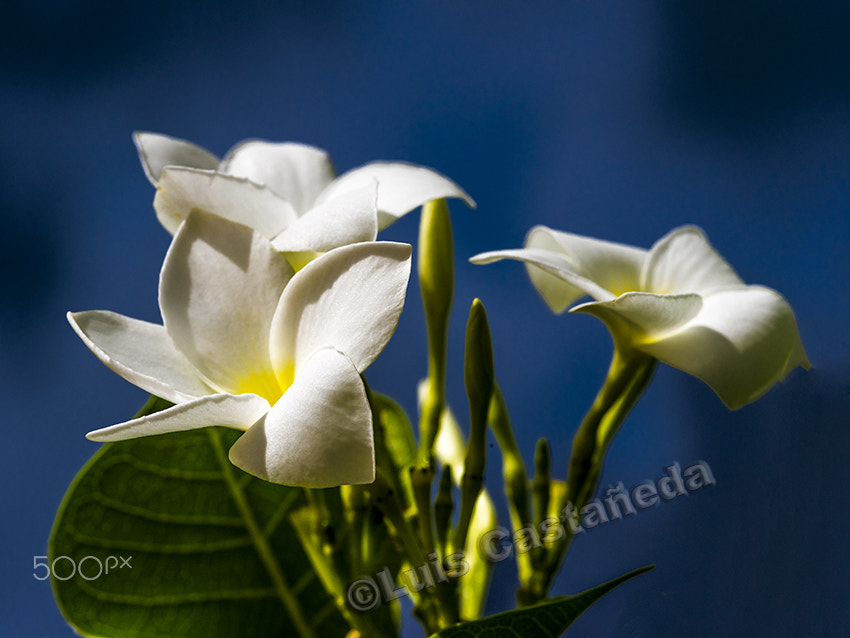 Pentax 645Z sample photo. Flowers under the sun, before the storm. photography