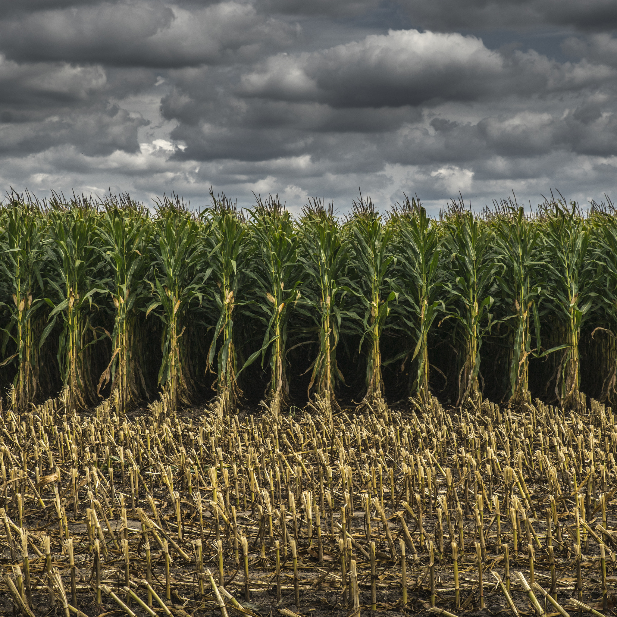 24-70mm F2.8 G SSM sample photo. Cornfield symmetry photography