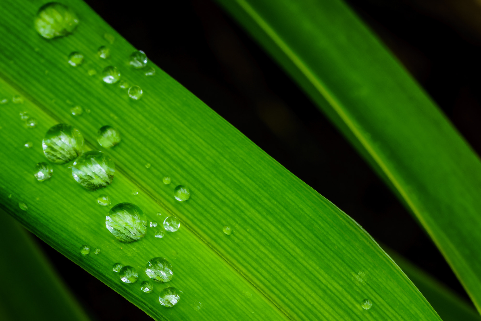 Sony a7R II + Canon EF 100mm F2.8L Macro IS USM sample photo. Rain drops photography