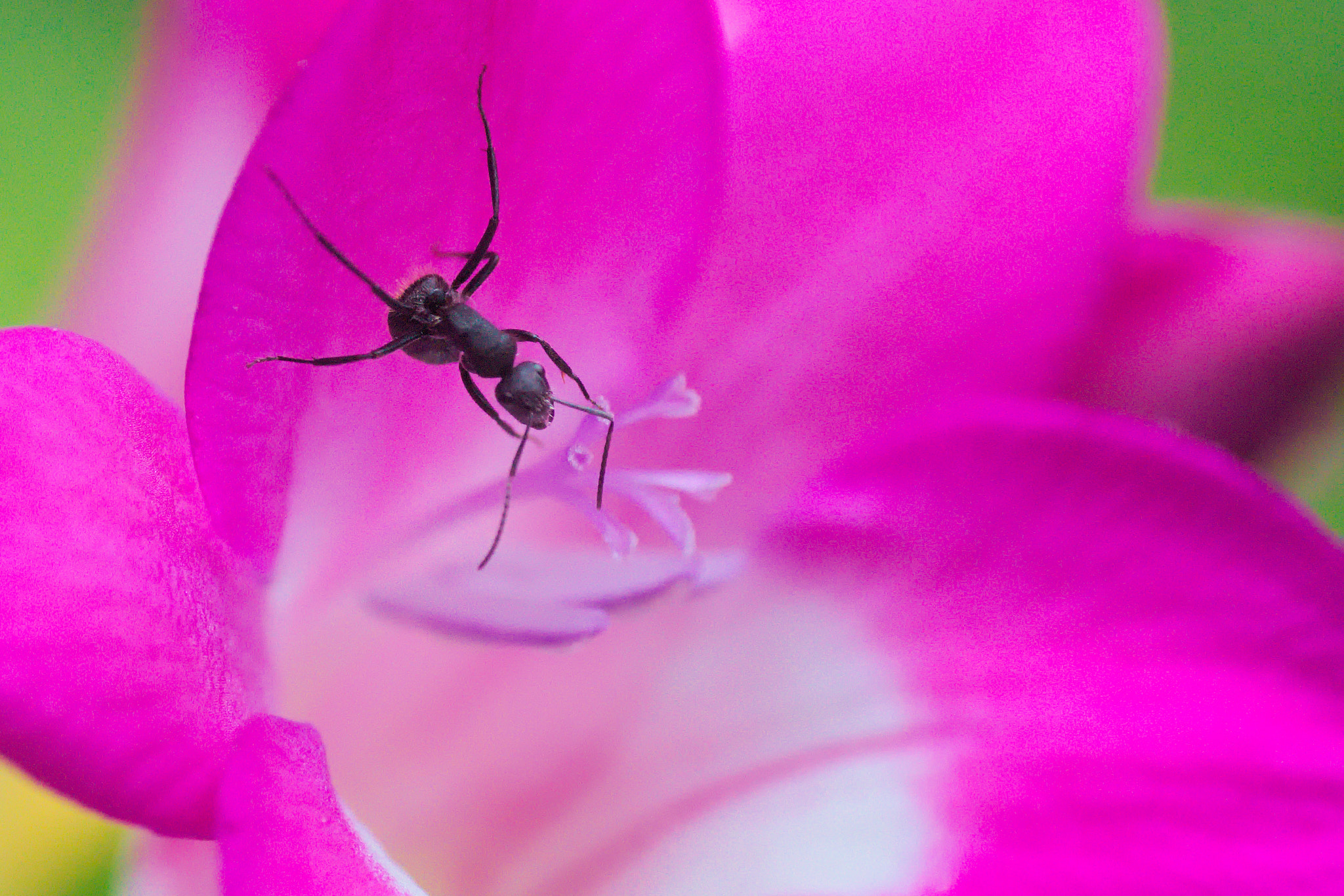 Cosina AF 100mm F3.5 Macro sample photo. Pollen carrying photography