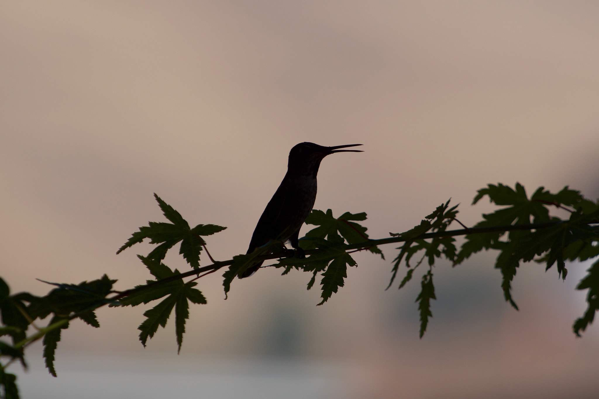 Sony a6000 + Sony FE 70-200mm F4 G OSS sample photo. Warm evening photography