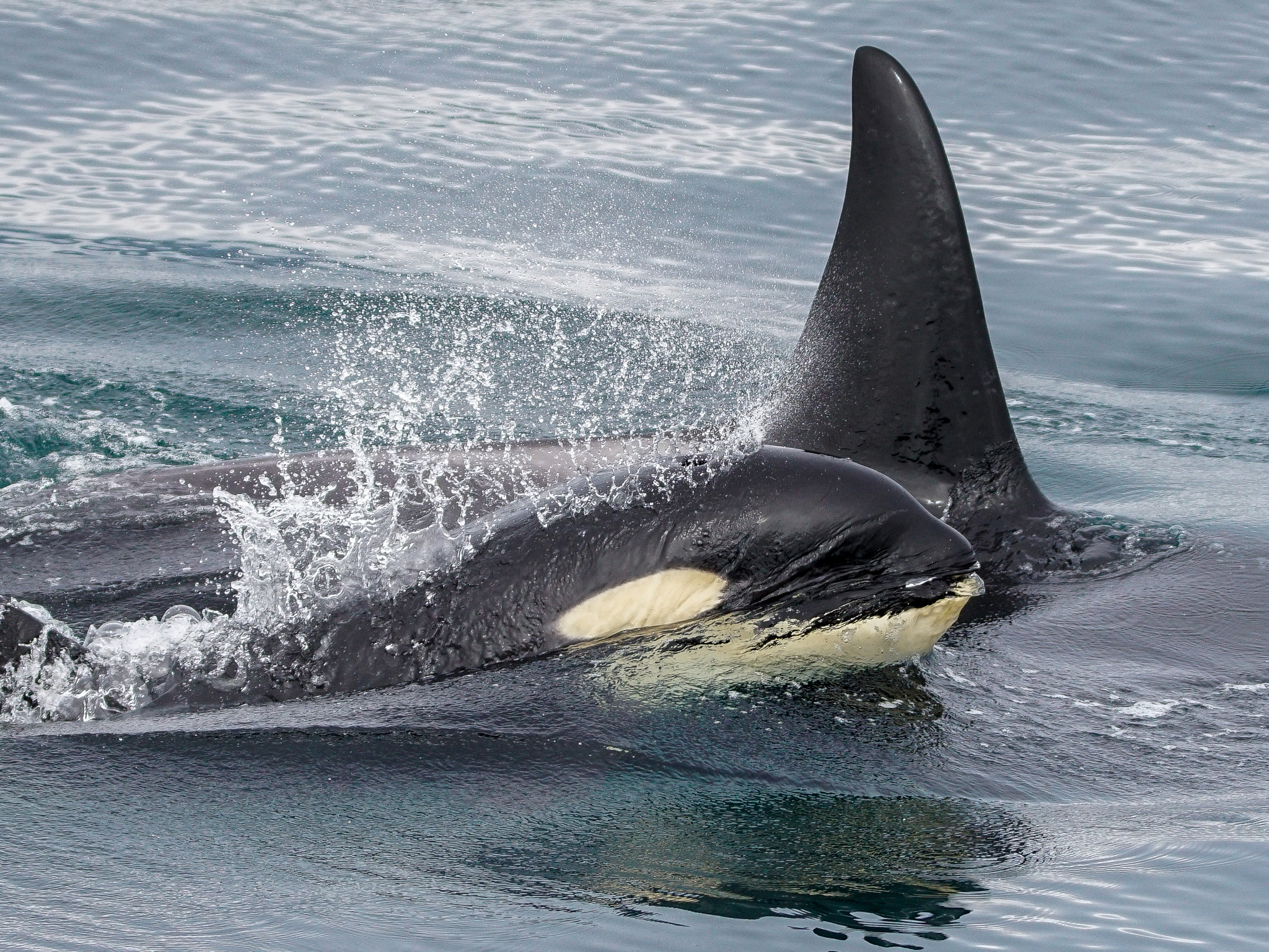 Sony a7R II + Tamron SP 150-600mm F5-6.3 Di VC USD sample photo. Baby orca photography