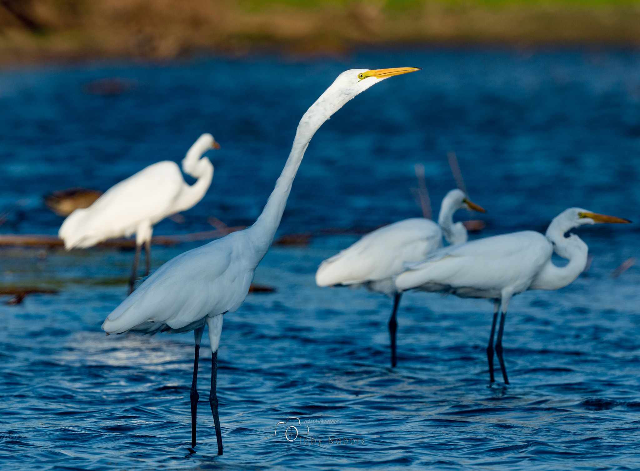 Nikon Nikkor AF-S 300mm F4E PF ED VR sample photo. The egret photography