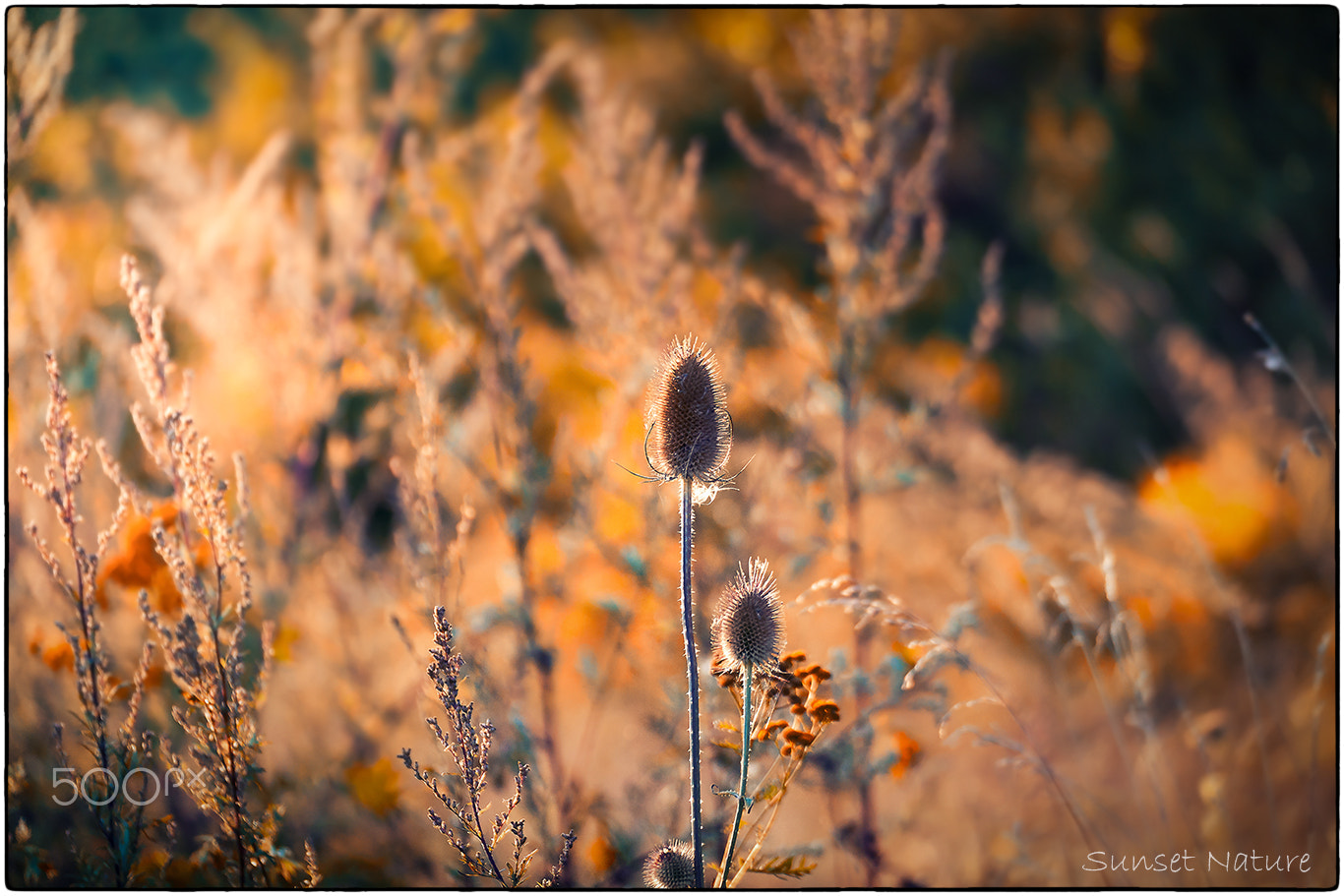 Tamron SP 35mm F1.8 Di VC USD sample photo. Sunset nature photography