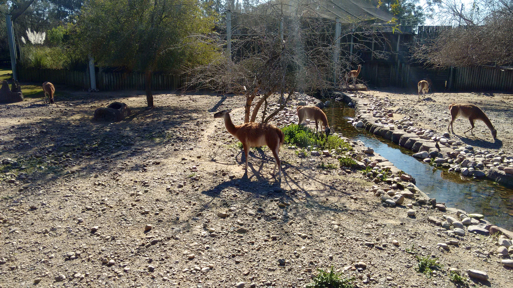 Motorola XT1063 sample photo. Guanacos photography