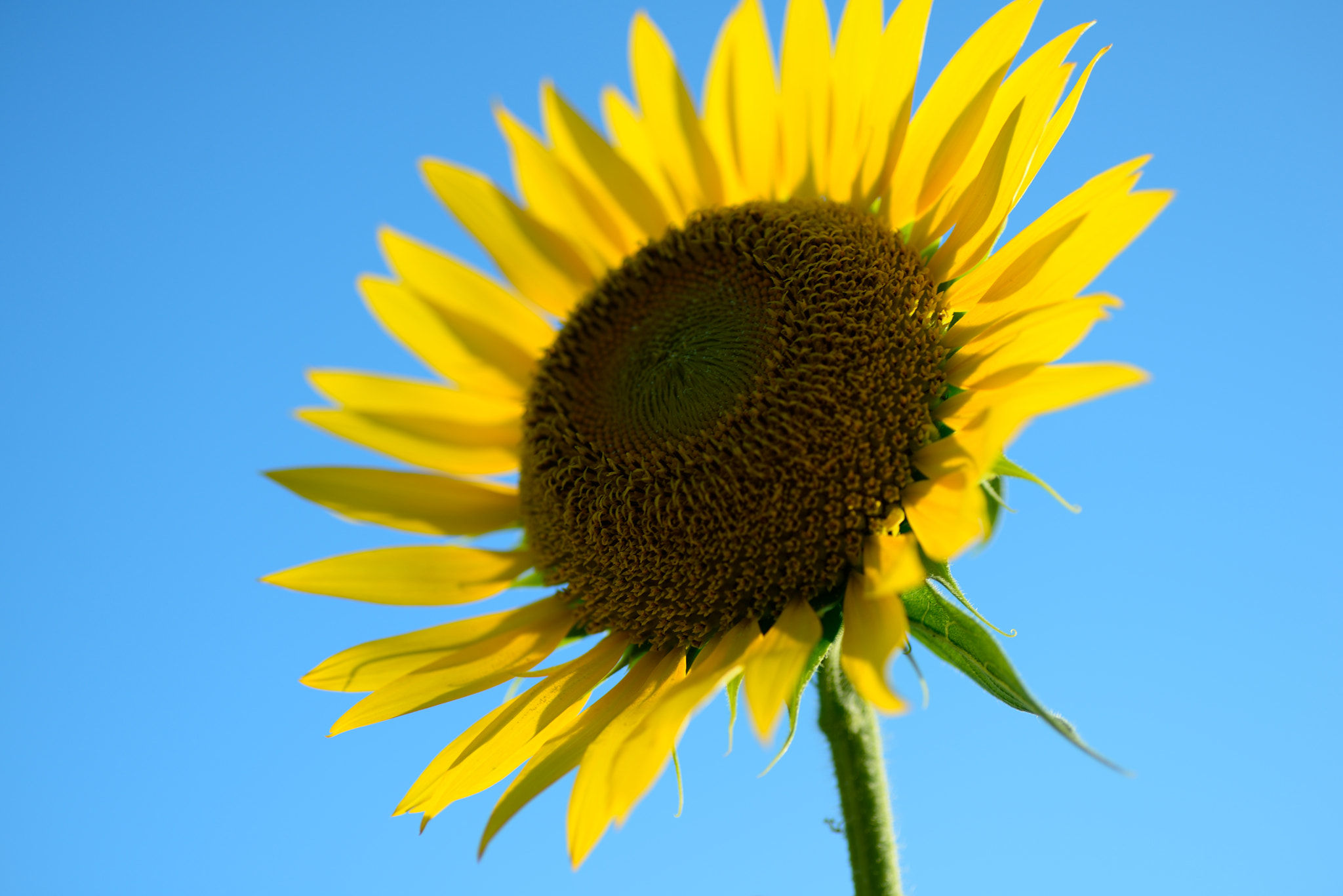 Nikon D600 sample photo. For the future photography