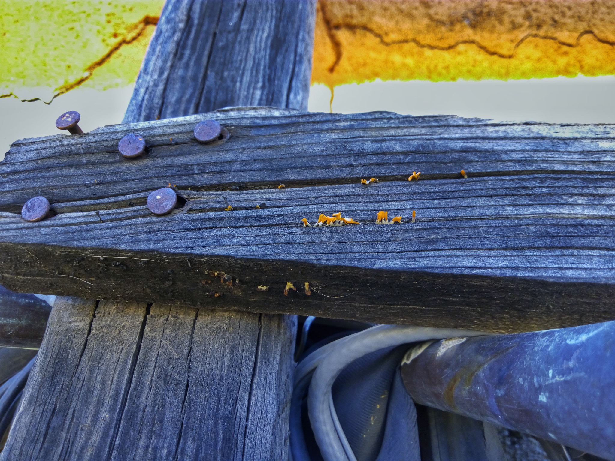 ZTE BLADE V6 sample photo. ... photography