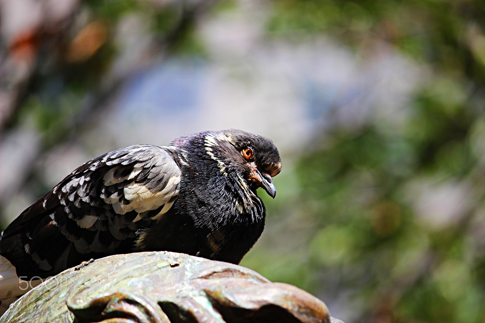 55.0 - 250.0 mm sample photo. Grumpy pigeon on top photography