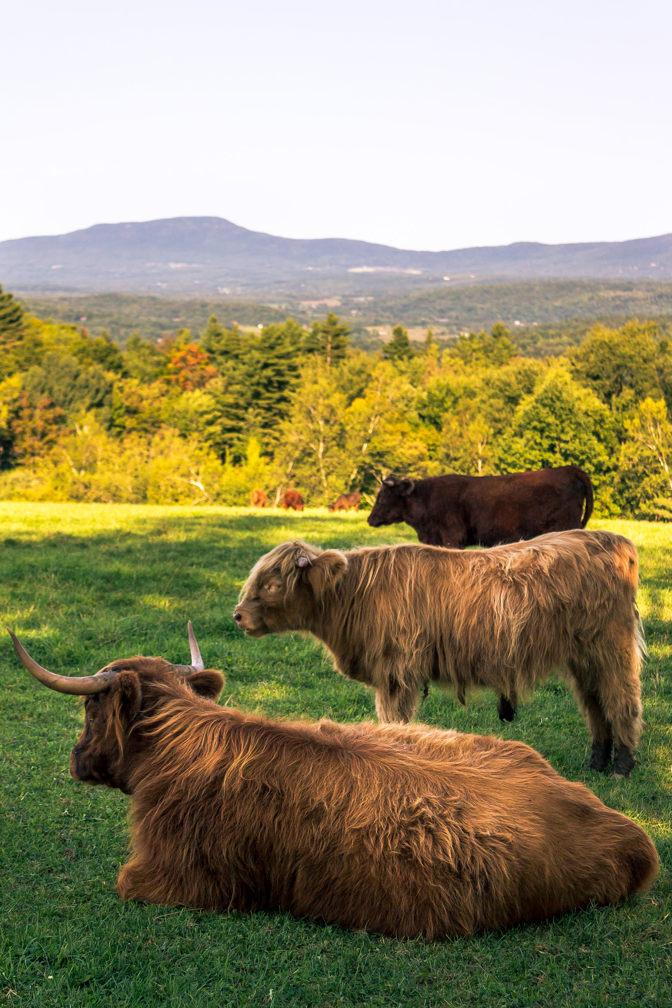Canon EF-S 18-55mm F3.5-5.6 IS sample photo. A typical vermont scene photography
