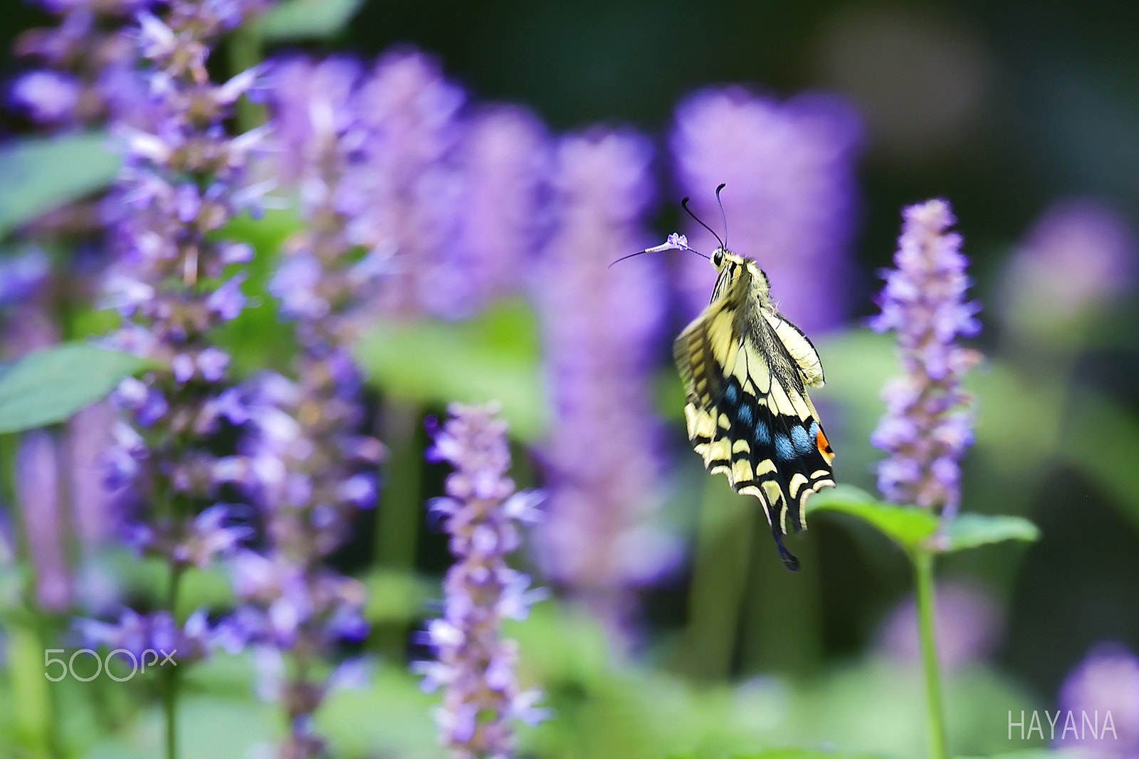 Sigma 150-600mm F5-6.3 DG OS HSM | S sample photo. Flight of the butterflies photography