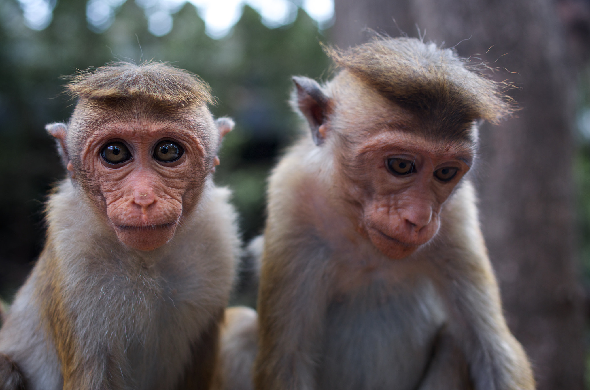 Pentax K-5 + Pentax smc DA 35mm F2.4 AL sample photo. Two lovely monkey photography