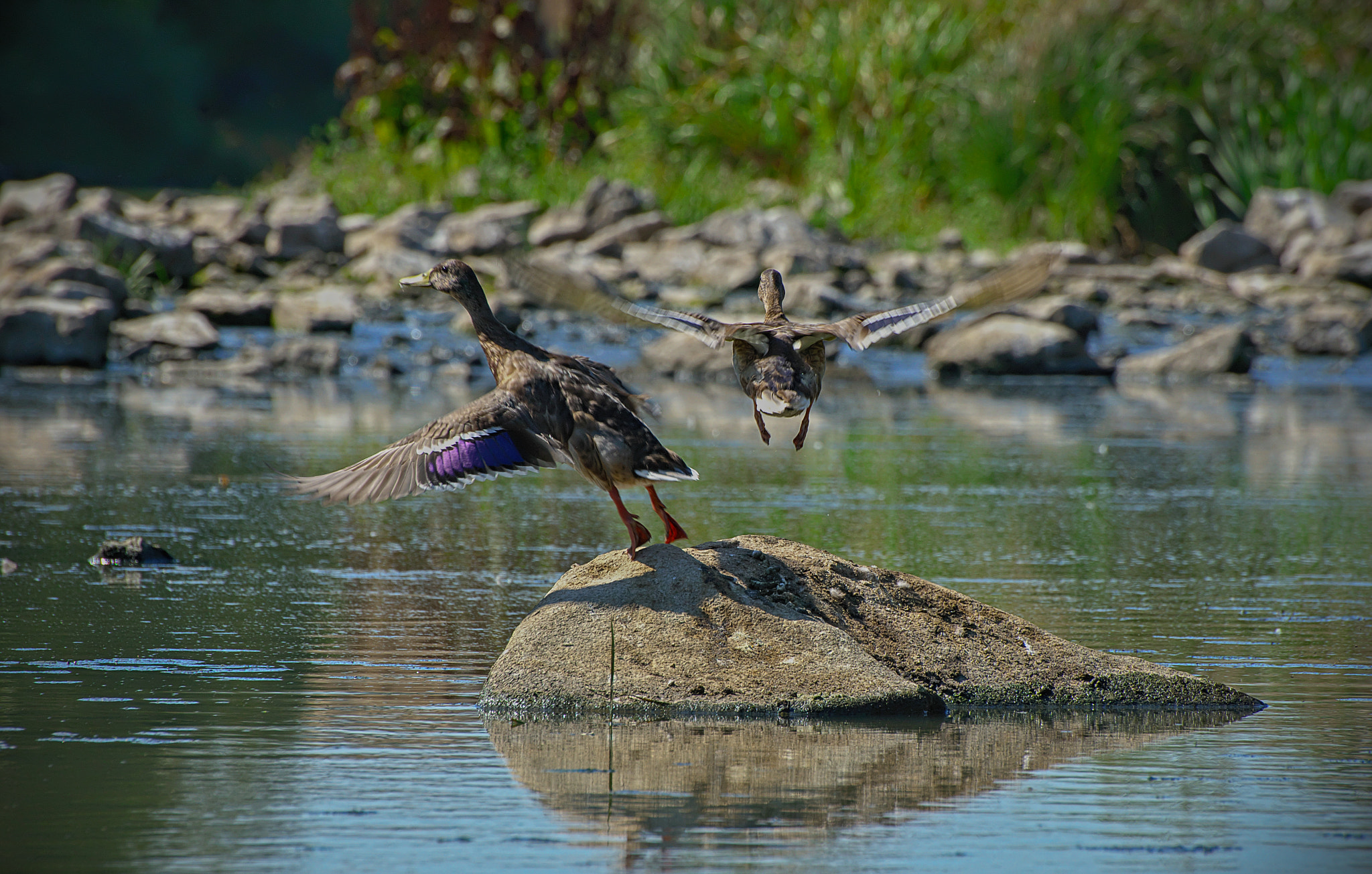 VR 70-300mm F/4.5-5.6 G sample photo. Goodbye photographer :) photography