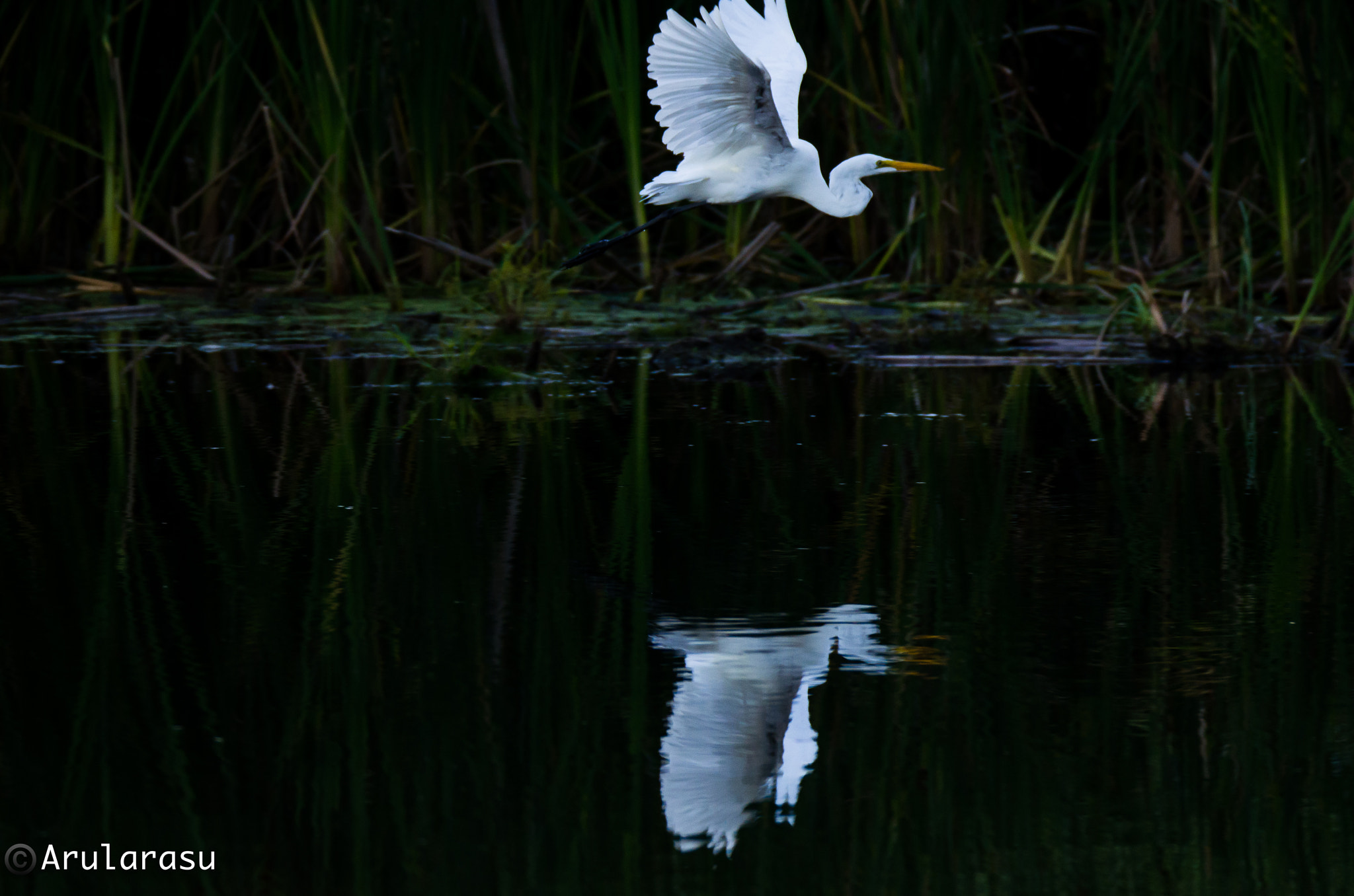 Sigma 150-600mm F5-6.3 DG OS HSM | S sample photo. Egret in flight photography