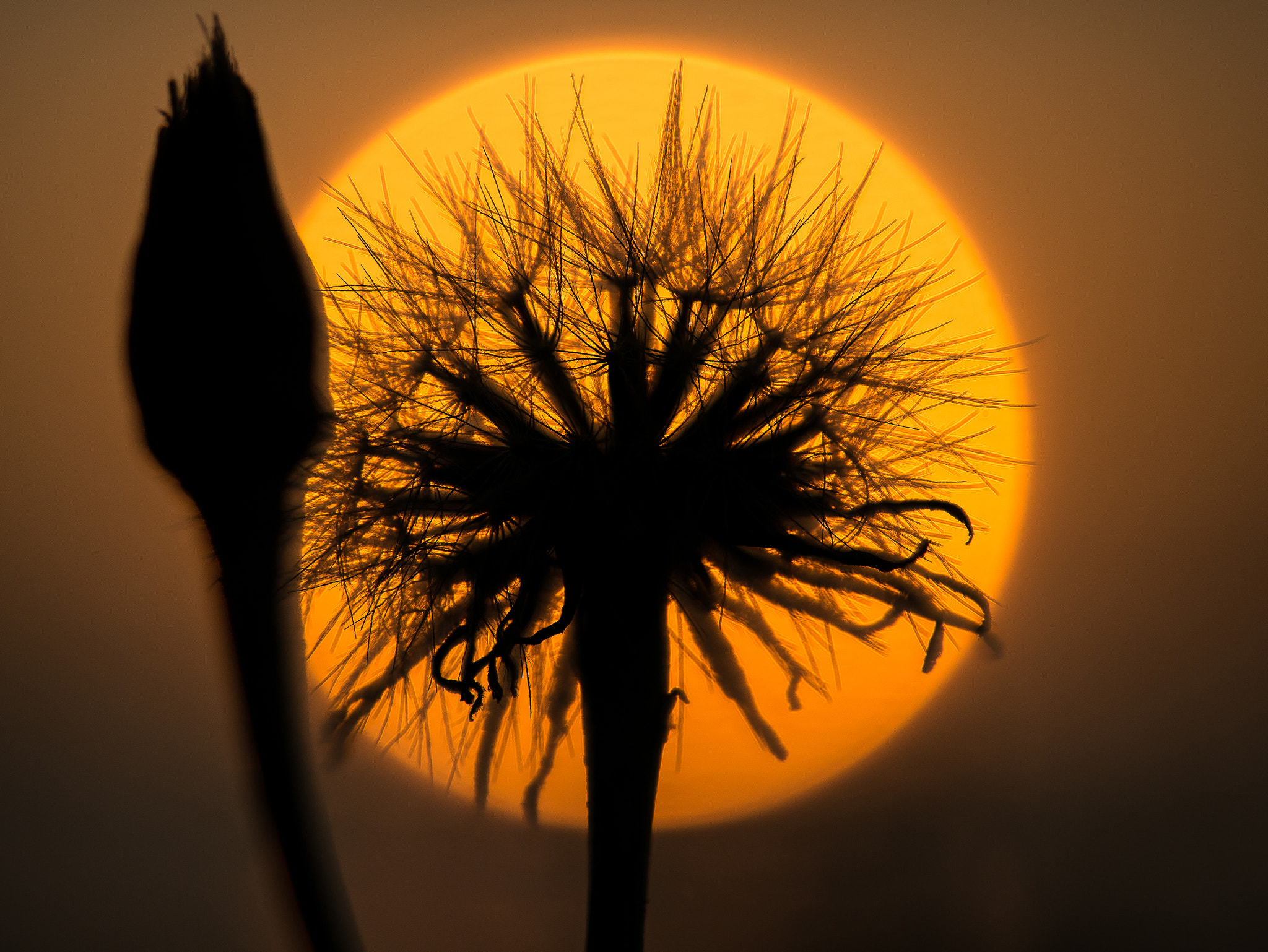 Panasonic Leica DG Macro-Elmarit 45mm F2.8 ASPH OIS sample photo. The sun through the withered flower. photography