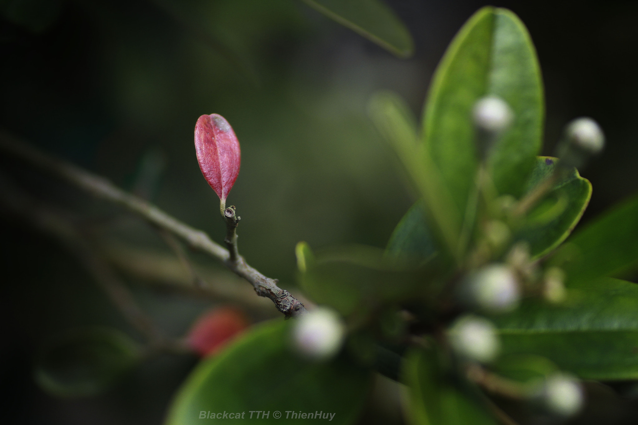 Canon EOS 7D + Tamron SP AF 90mm F2.8 Di Macro sample photo. Copy photography