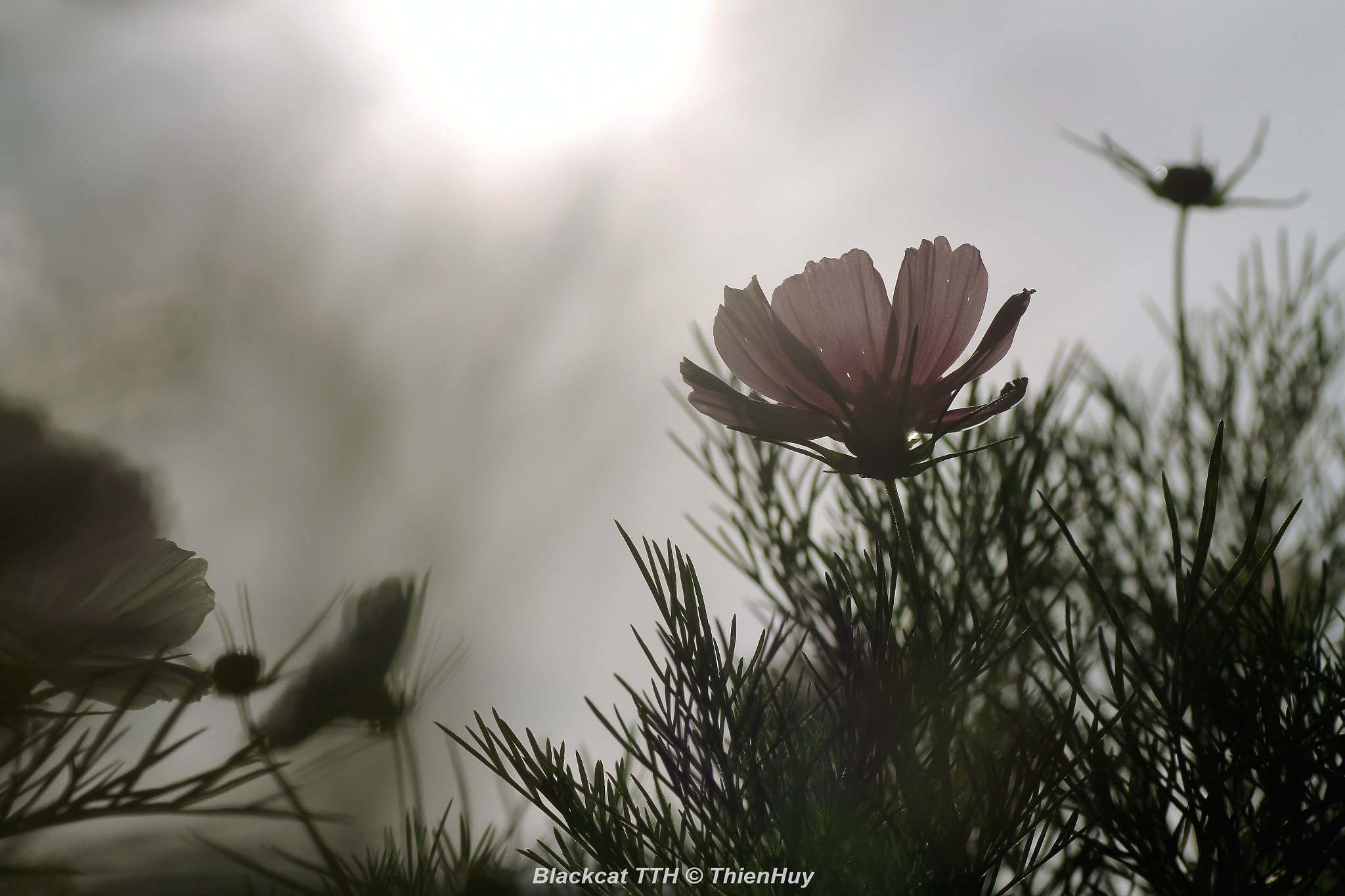 Canon EOS 7D + Tamron SP AF 90mm F2.8 Di Macro sample photo. Copy photography