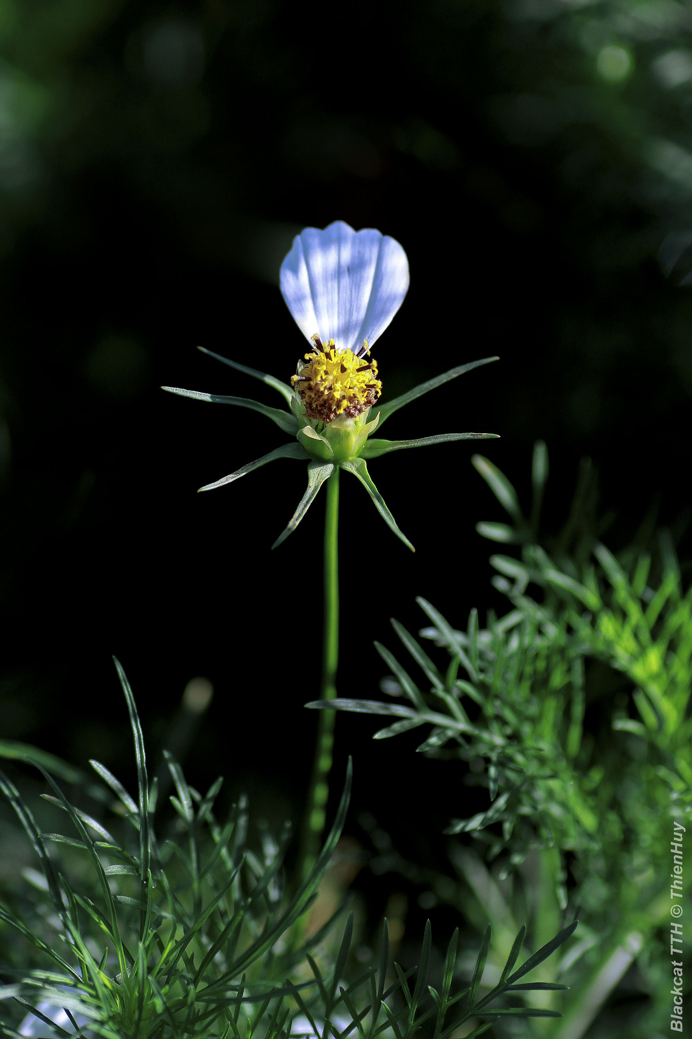 Tamron SP AF 90mm F2.8 Di Macro sample photo. Copy photography