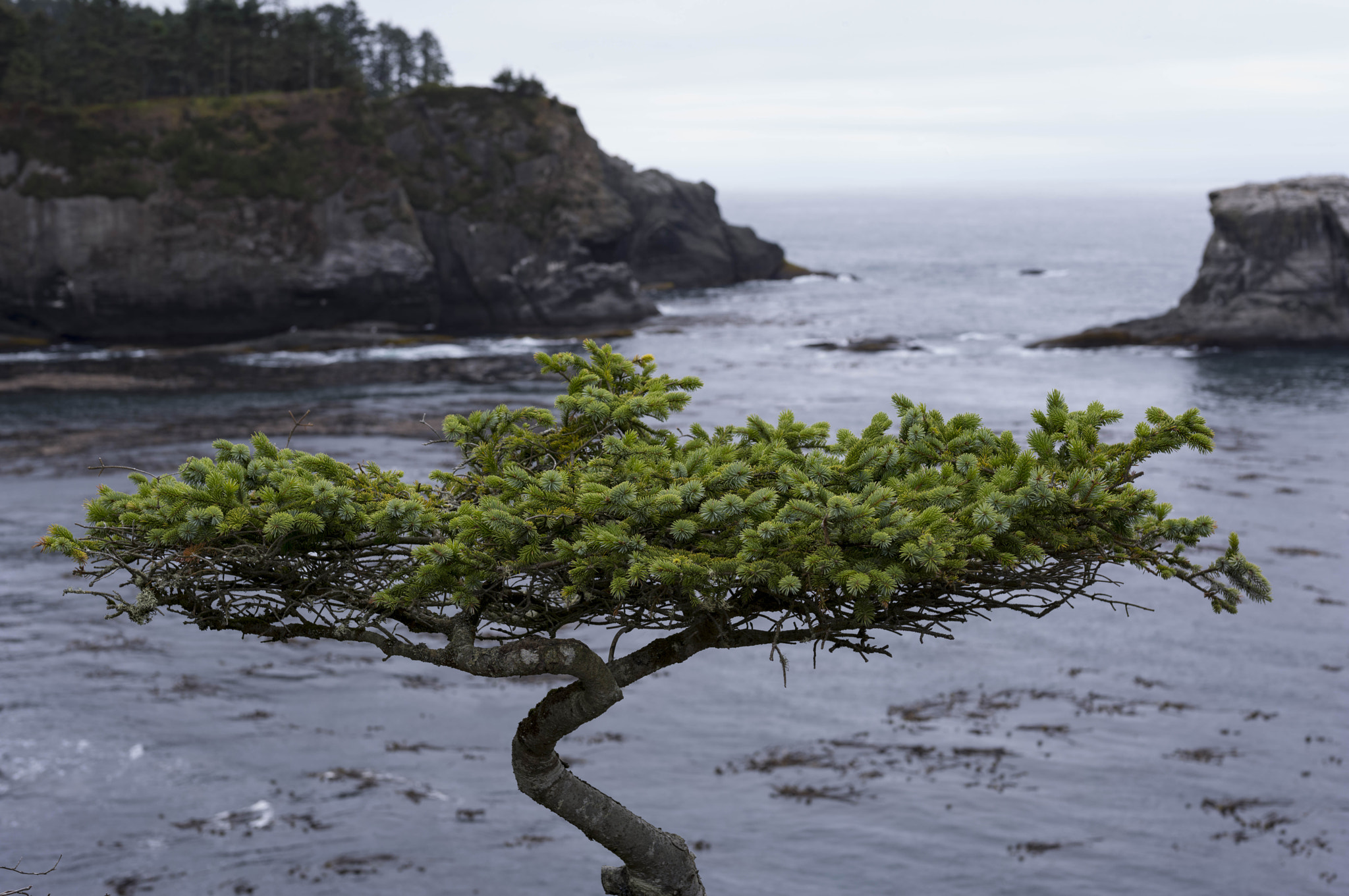 Leica S (TYP 006) + Summarit-S 70 sample photo. Cape flattery tree (of ) photography