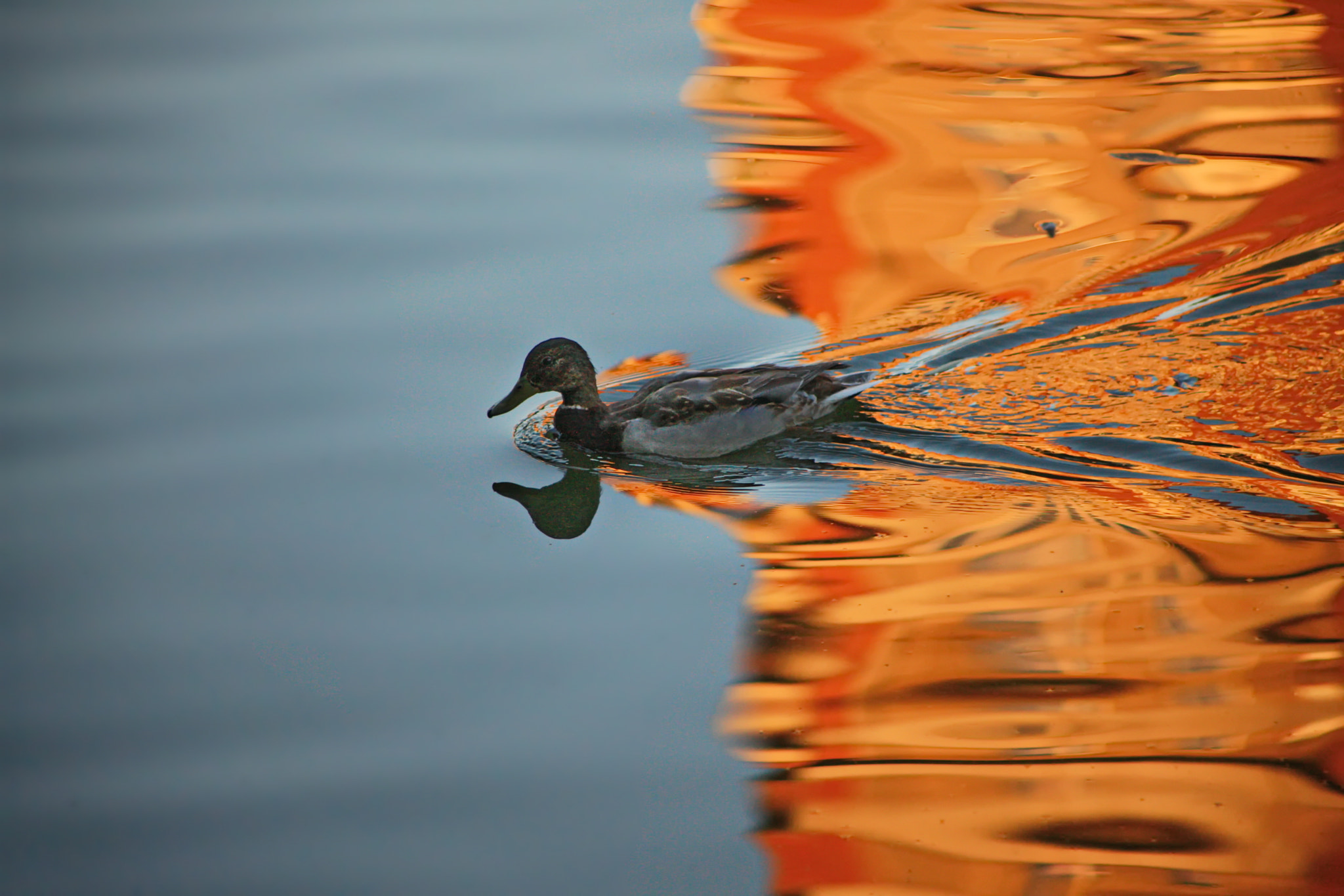 Canon EOS-1Ds Mark III sample photo. On the evening lake -2 photography