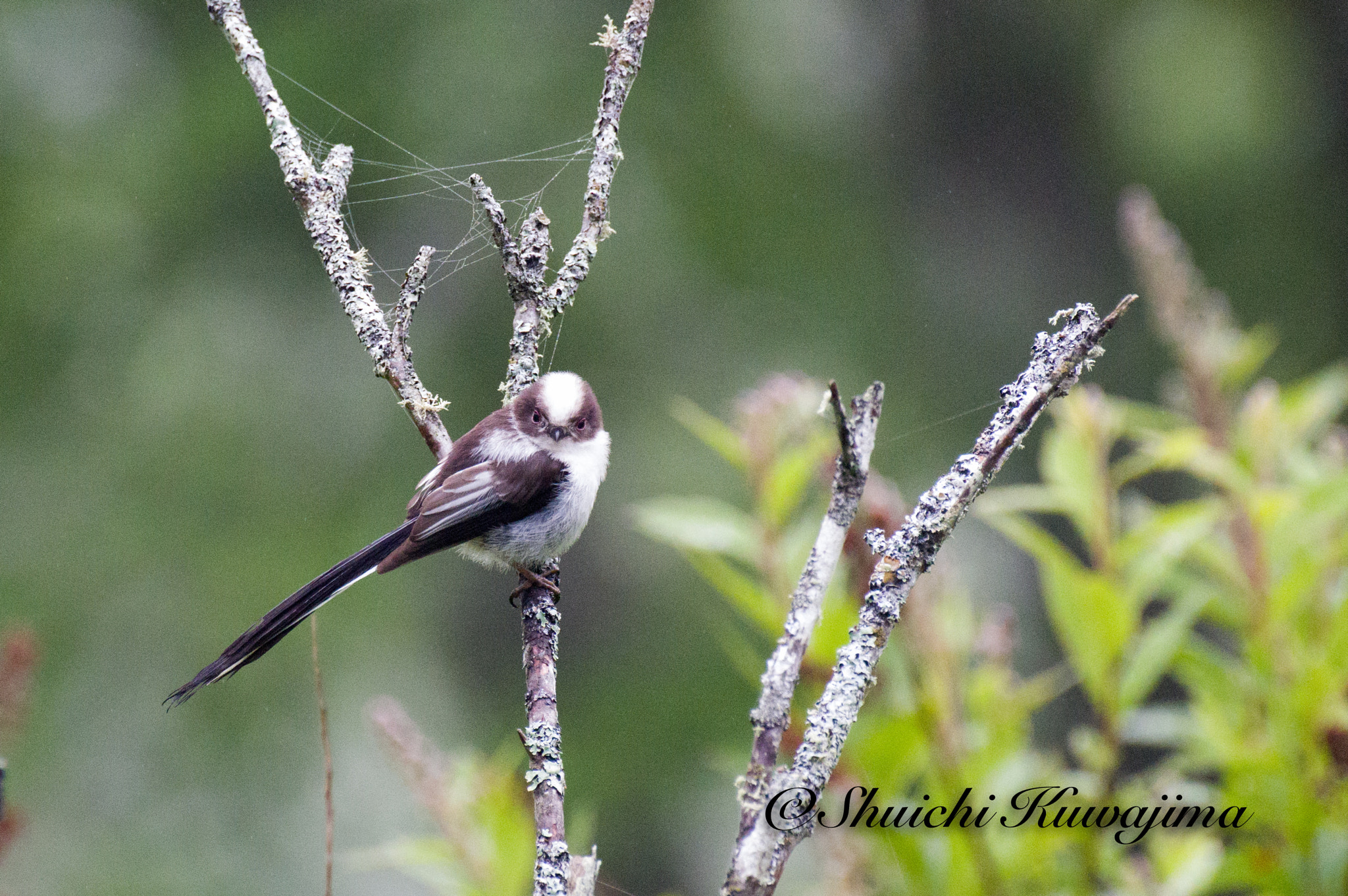 Pentax K-3 II sample photo. Aegithalos caudatus photography